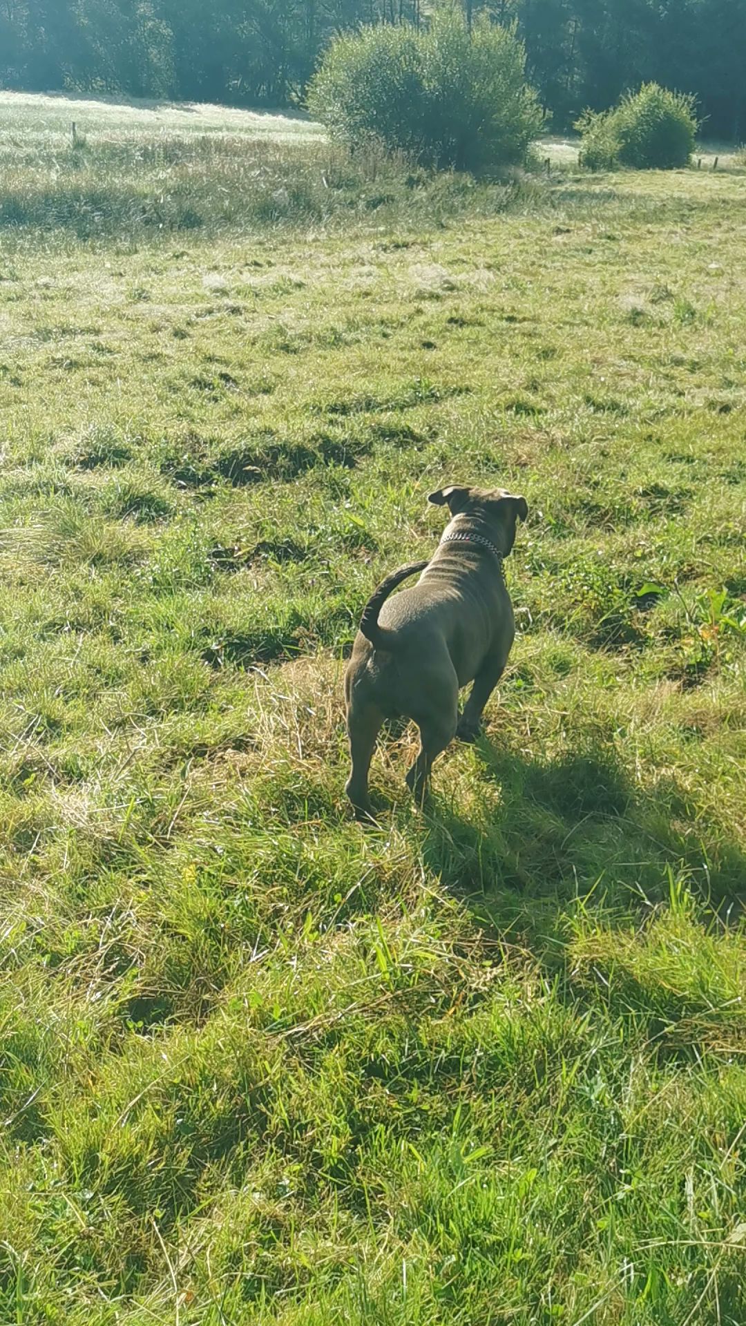 Pension canine Tuc Dans La Nature — photo