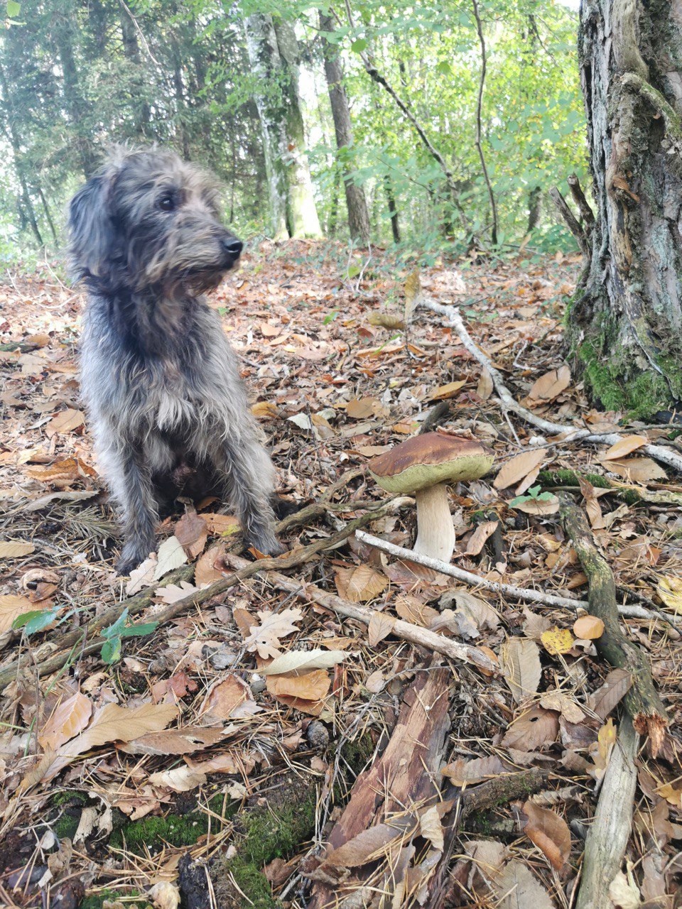 Pension canine Tuc Dans La Nature — photo