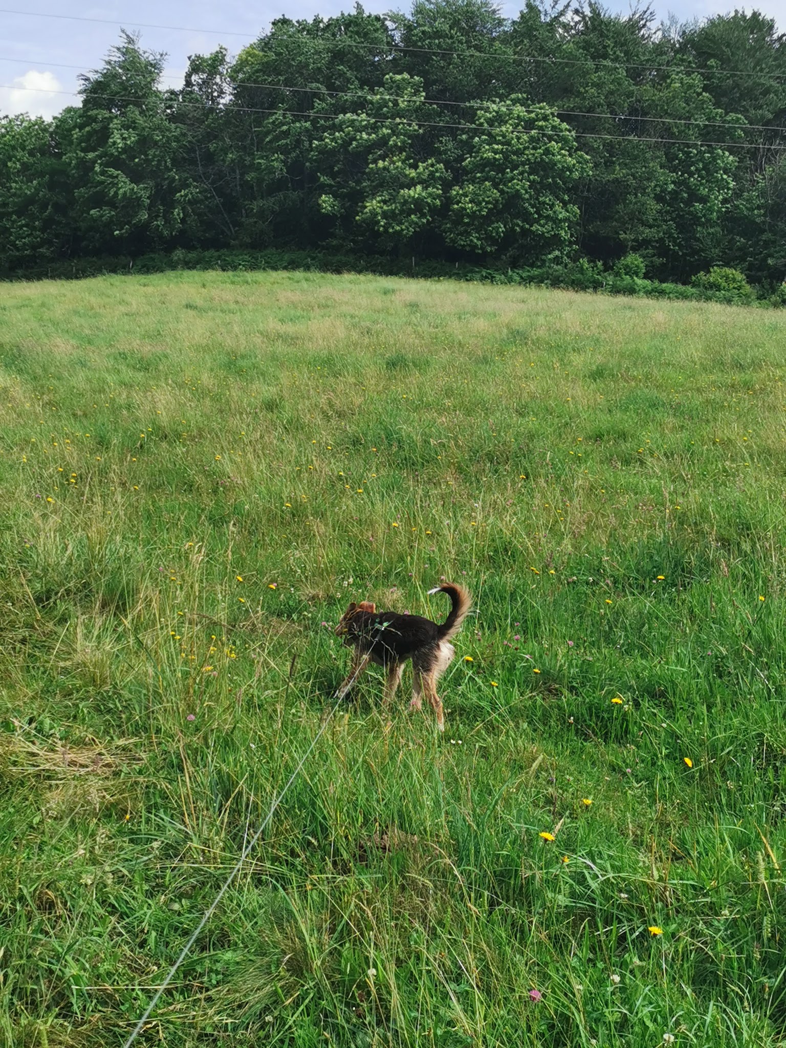 Pension canine Tuc Dans La Nature — photo