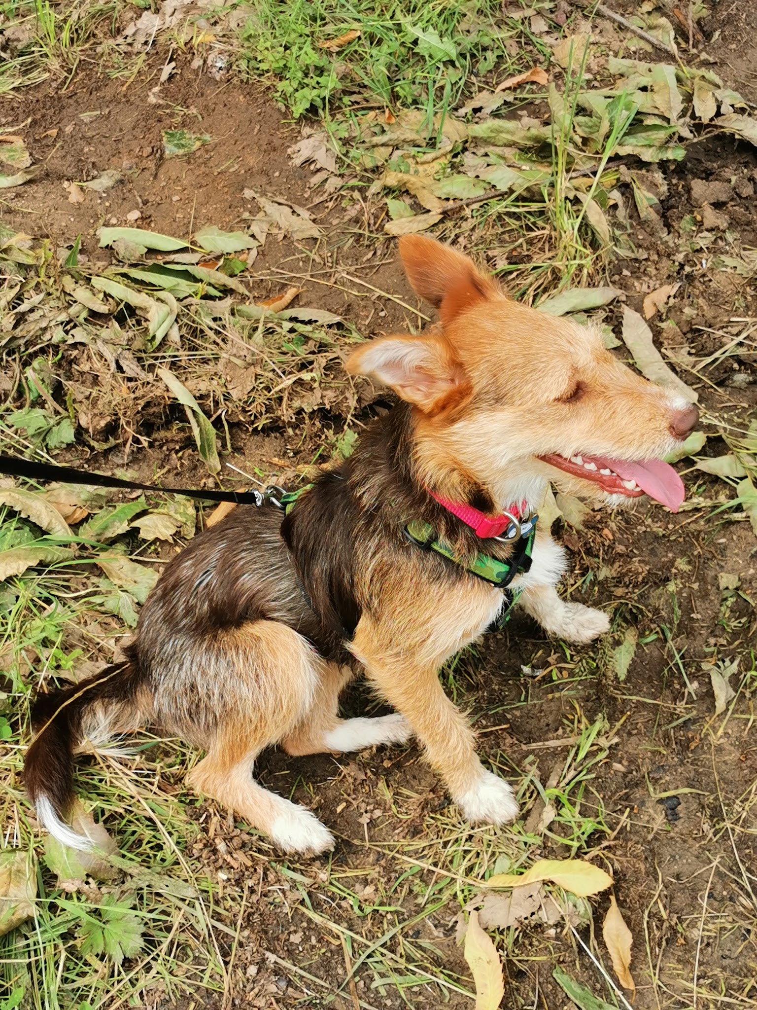 Pension canine Tuc Dans La Nature — photo