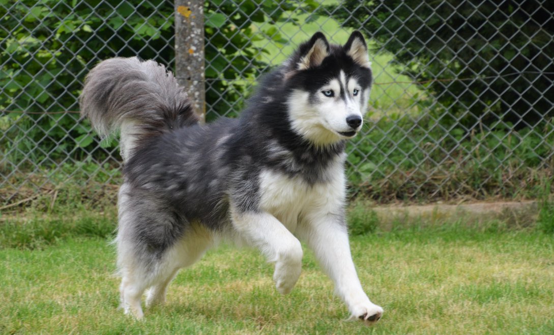 Auberge Canine et Féline de La Double — photo