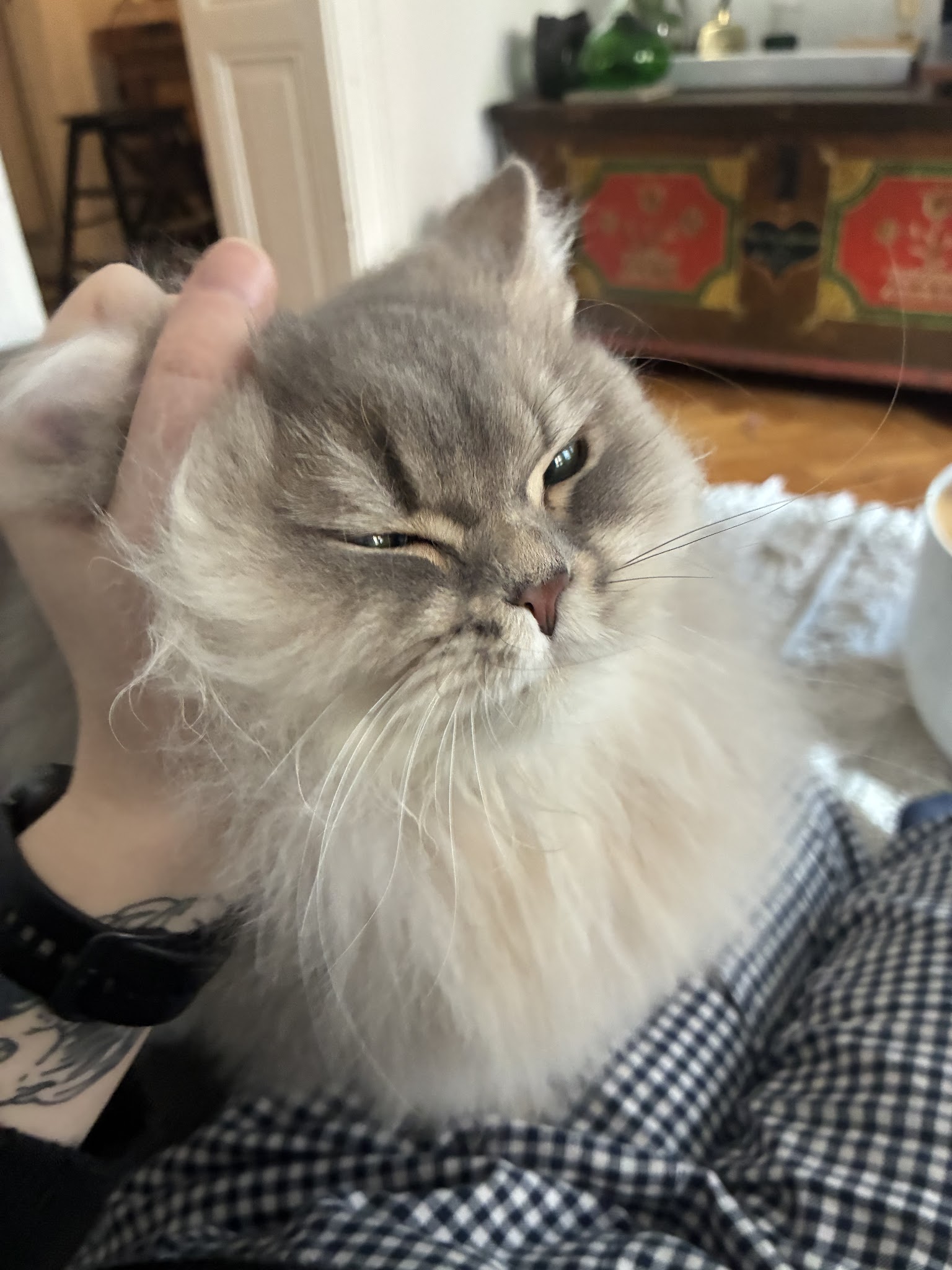 Hara Pet-Sitter — photo