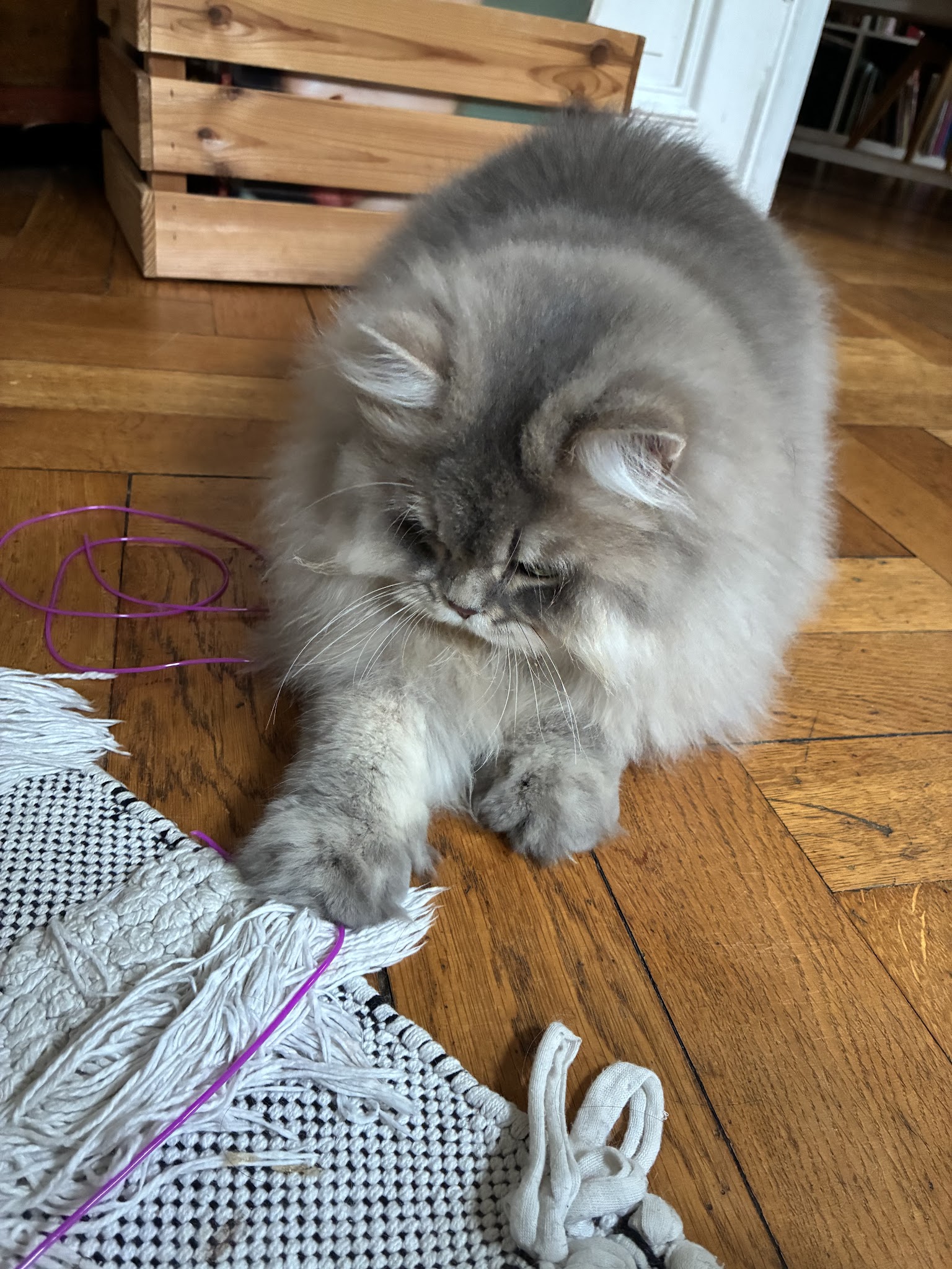 Hara Pet-Sitter — photo