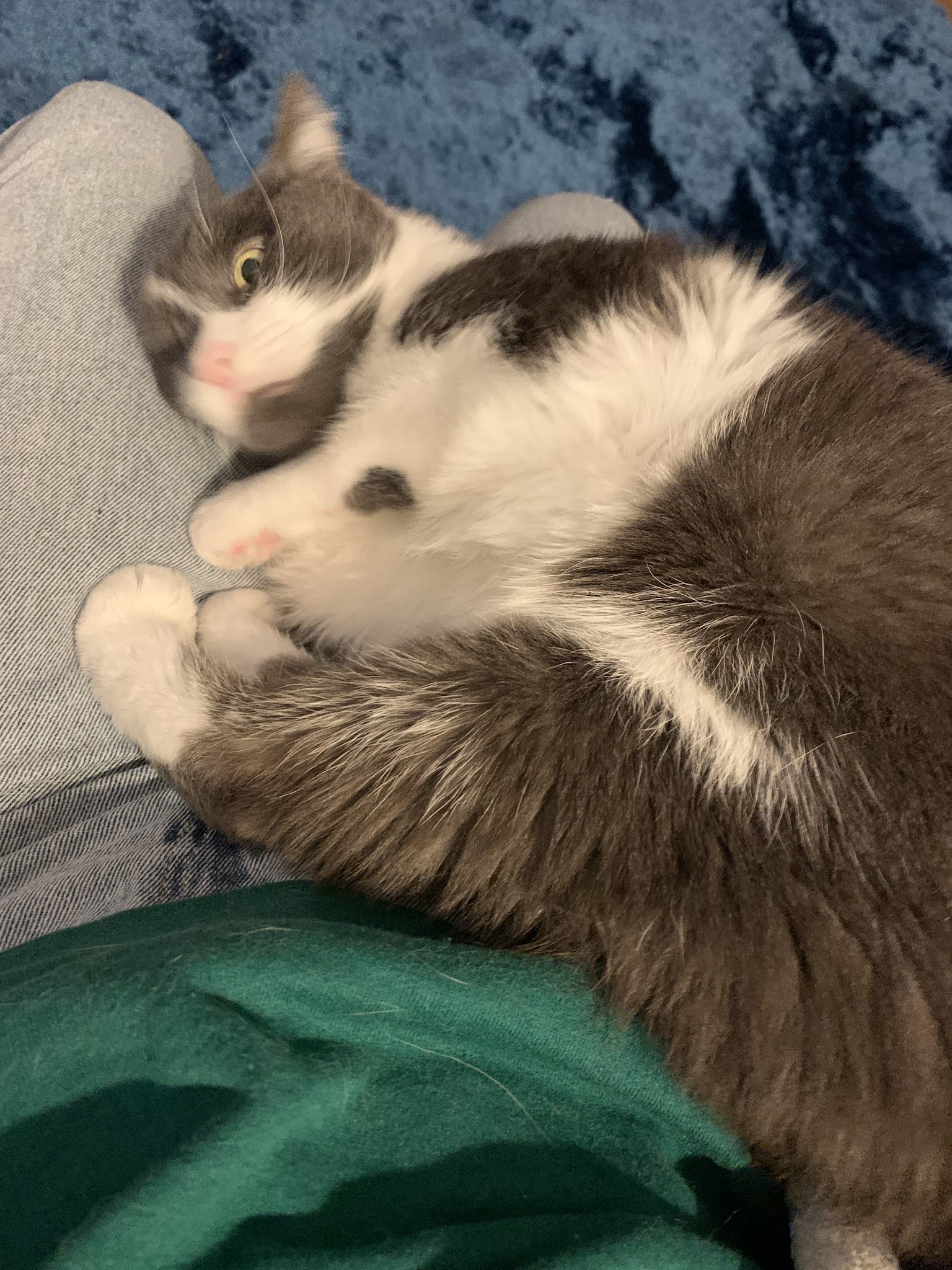 Hara Pet-Sitter — photo