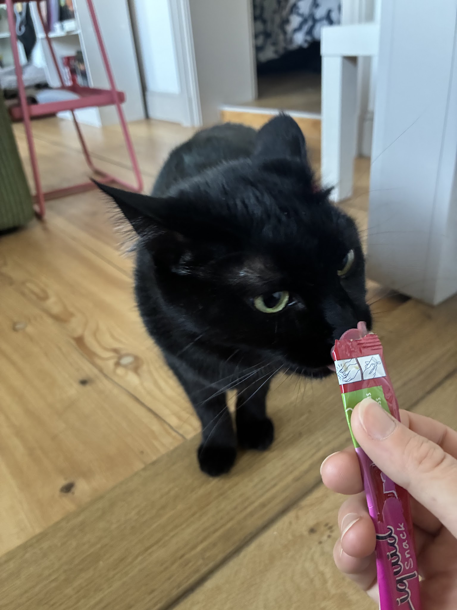 Hara Pet-Sitter