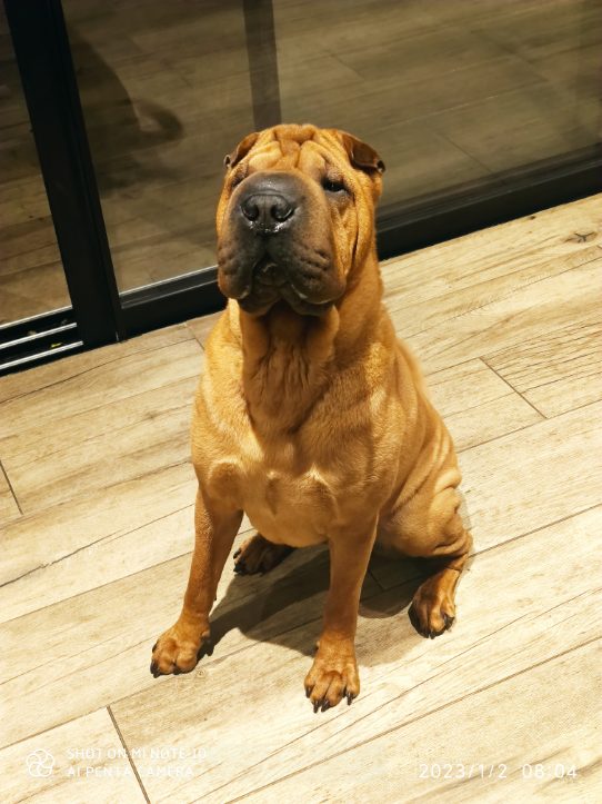 Dog's And Co - EI — photo