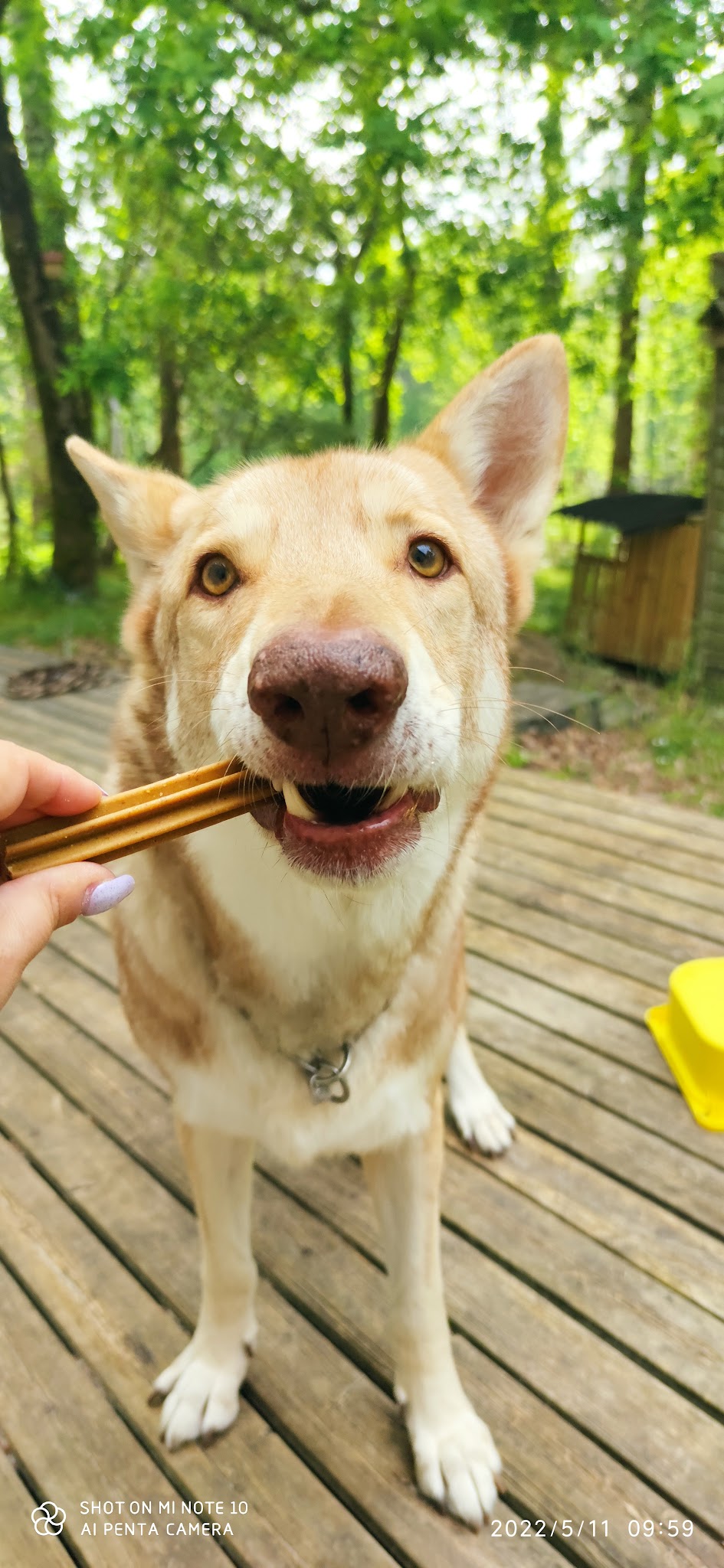 Dog's And Co - EI — photo