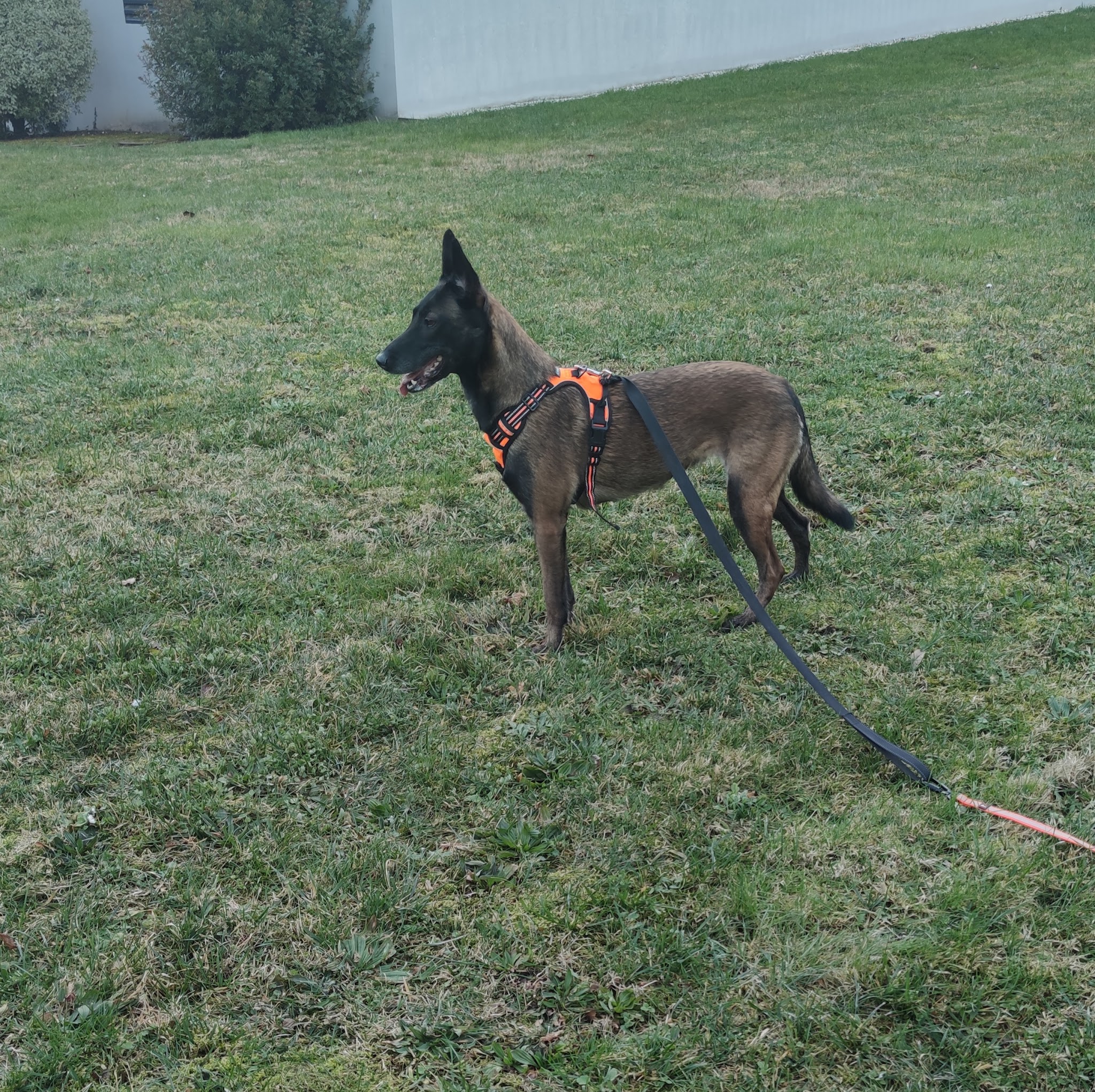 Dog's And Co - EI — photo