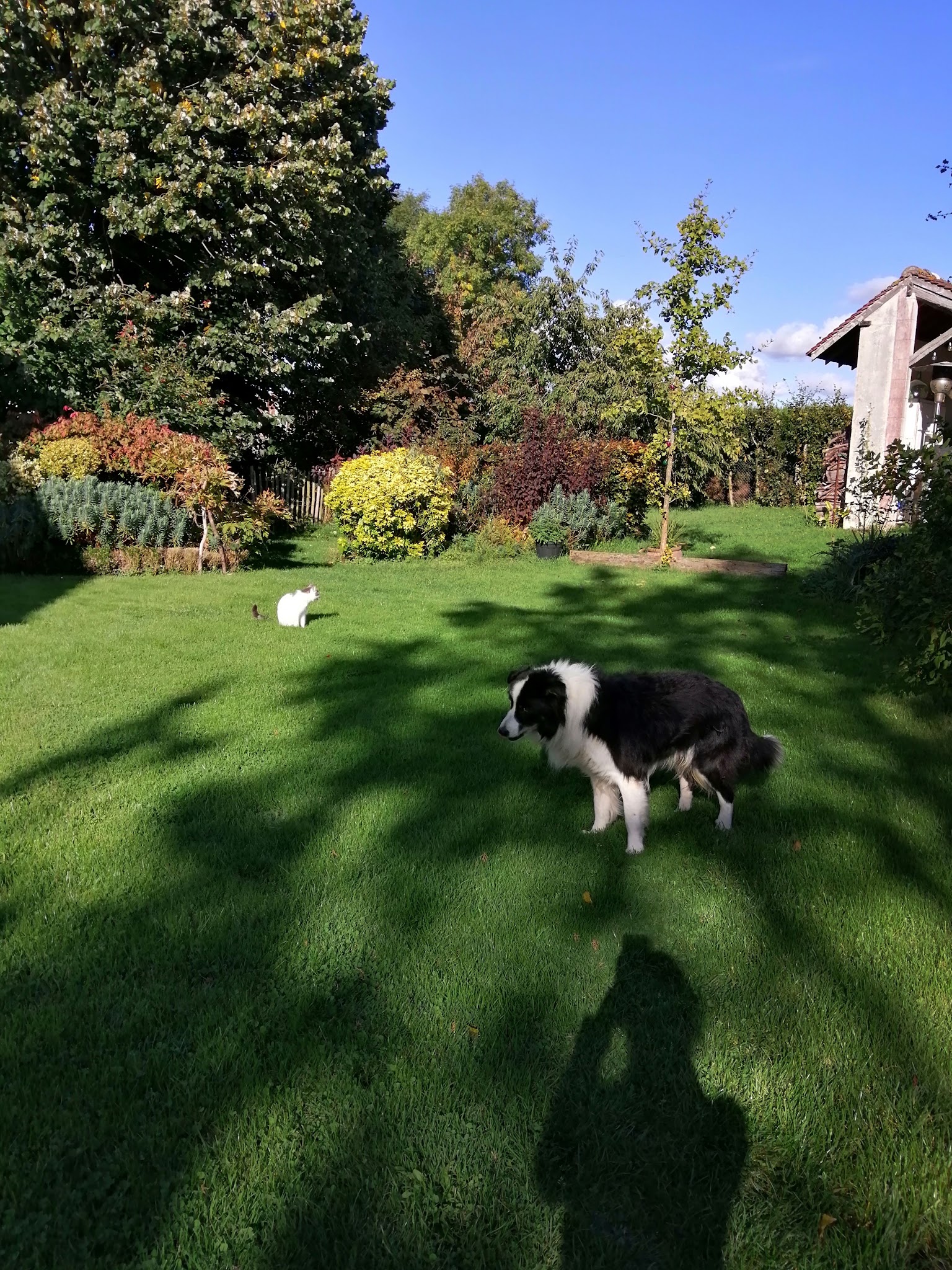 Pattes et Passions — photo