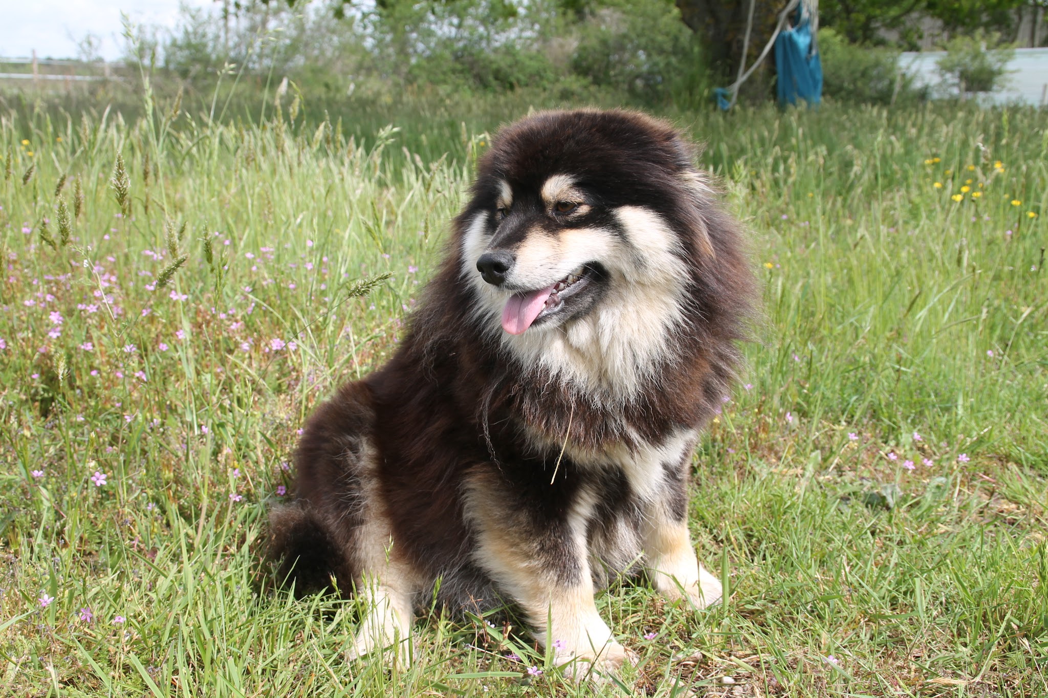 Elevage et pension canin du jardin de bohème — photo