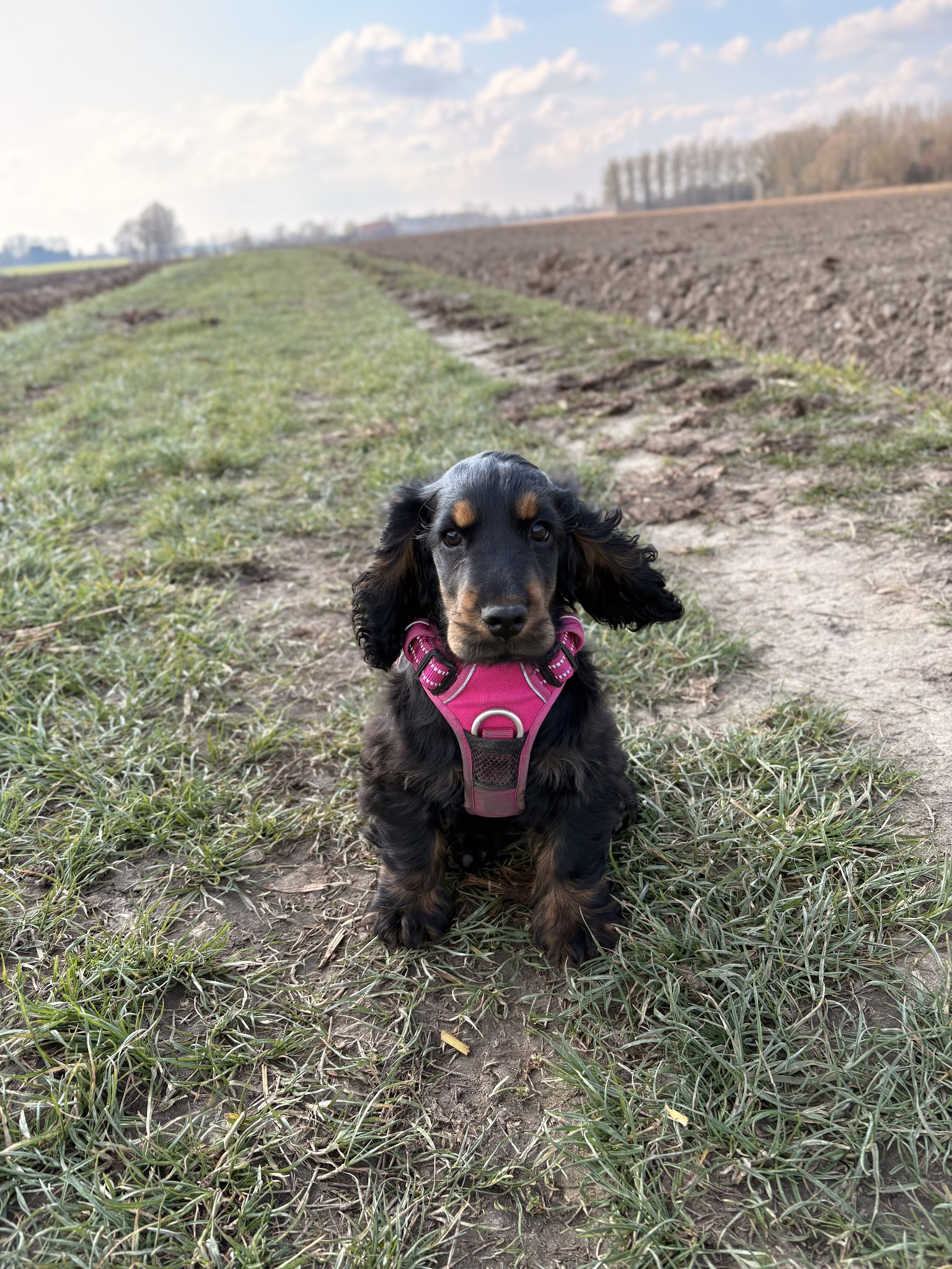 Elevage et pension canin du jardin de bohème — photo