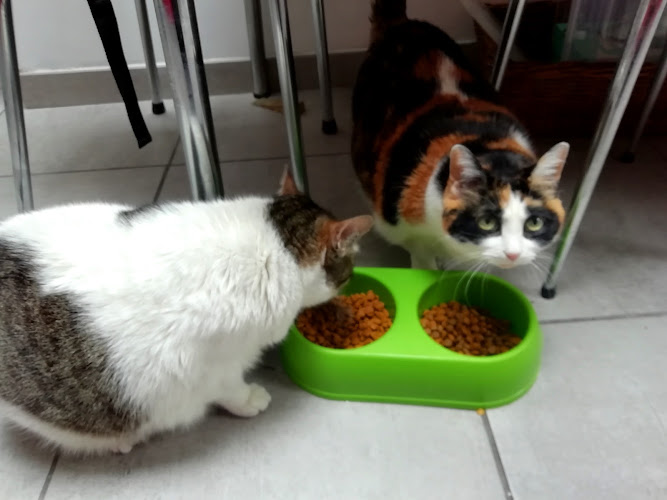 Lille à Pattes