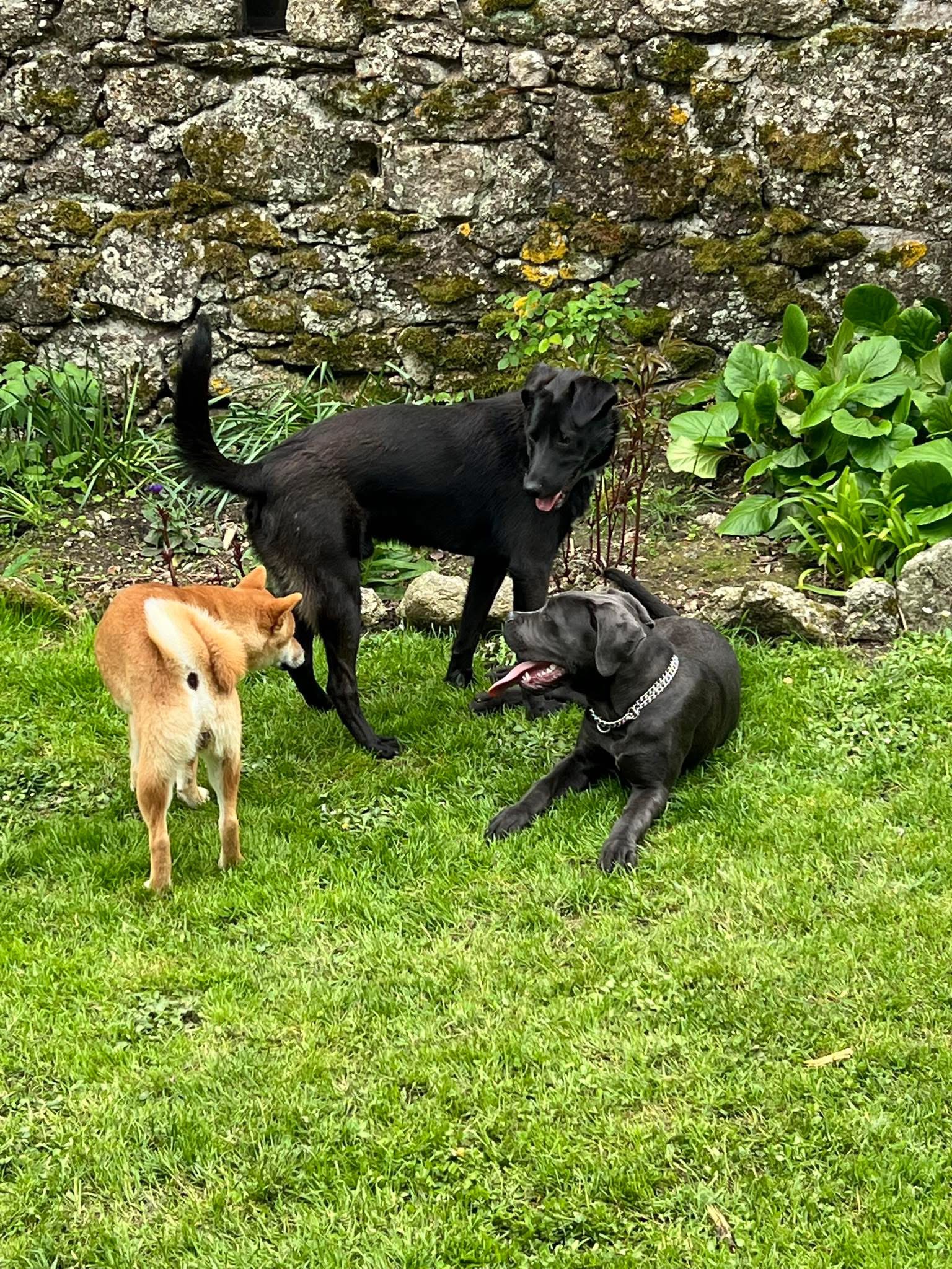 Le Renard et le Loup — photo