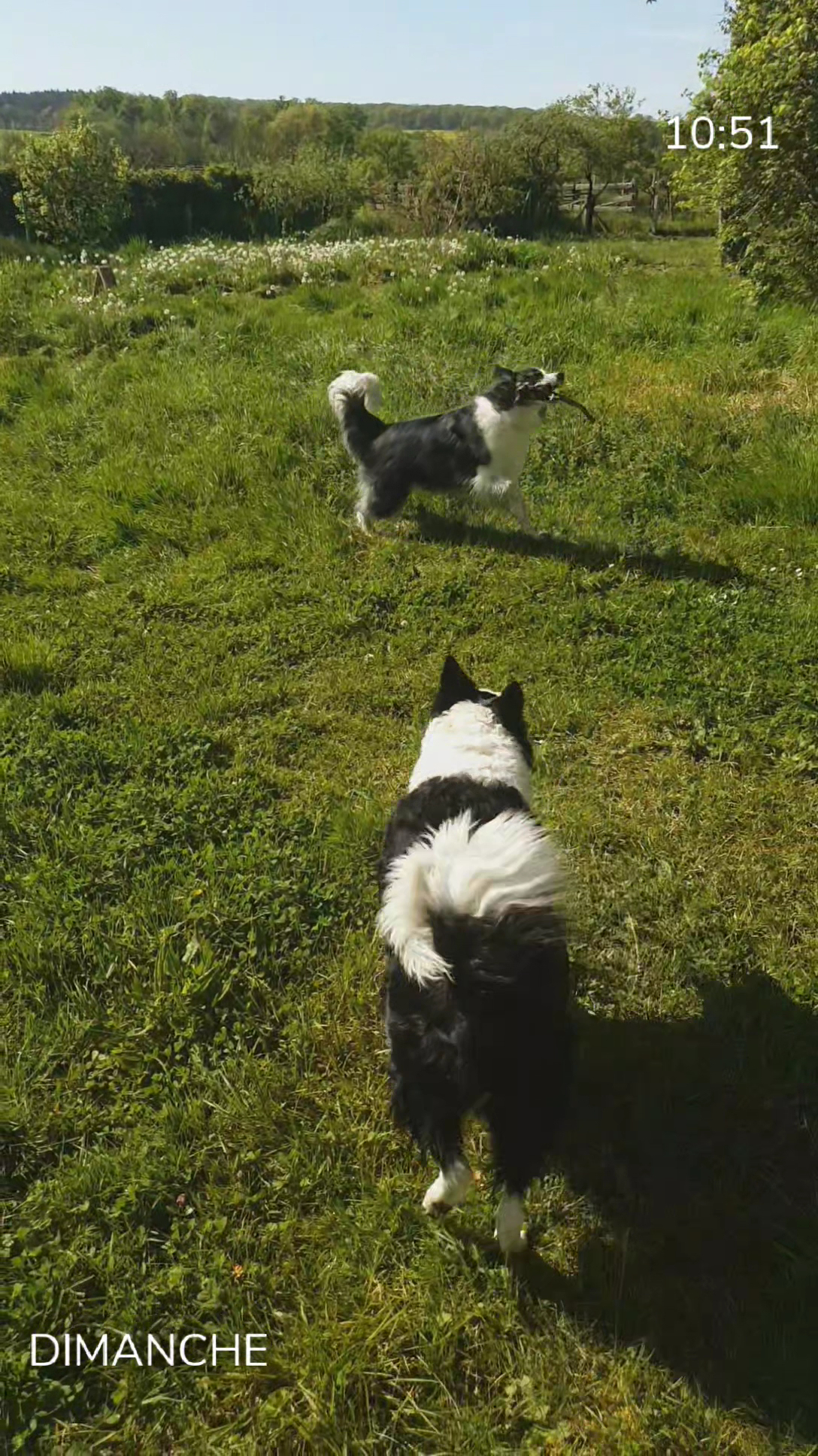 Au bonheur des 4 pattes — photo