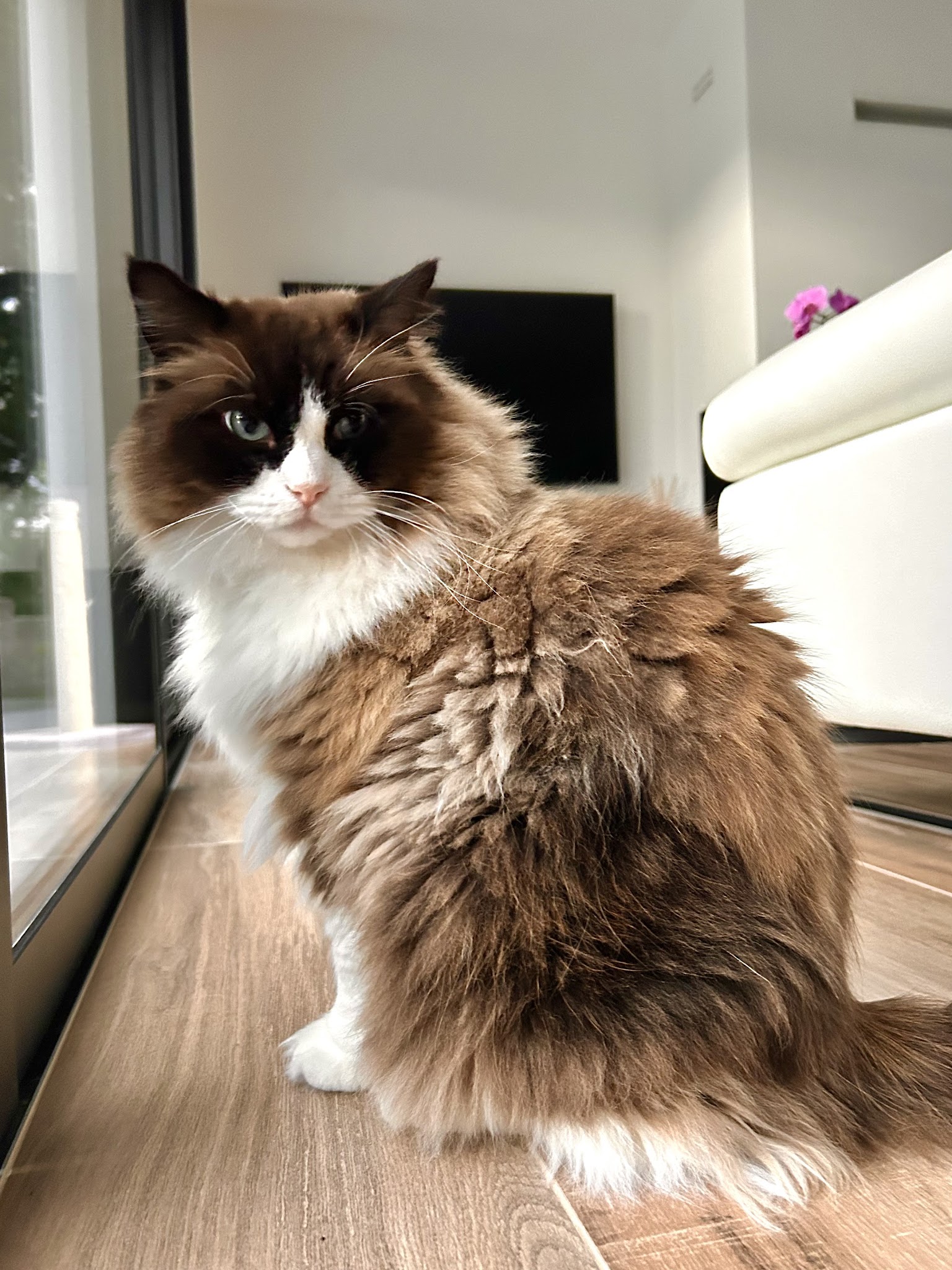 Sweety Pets — photo