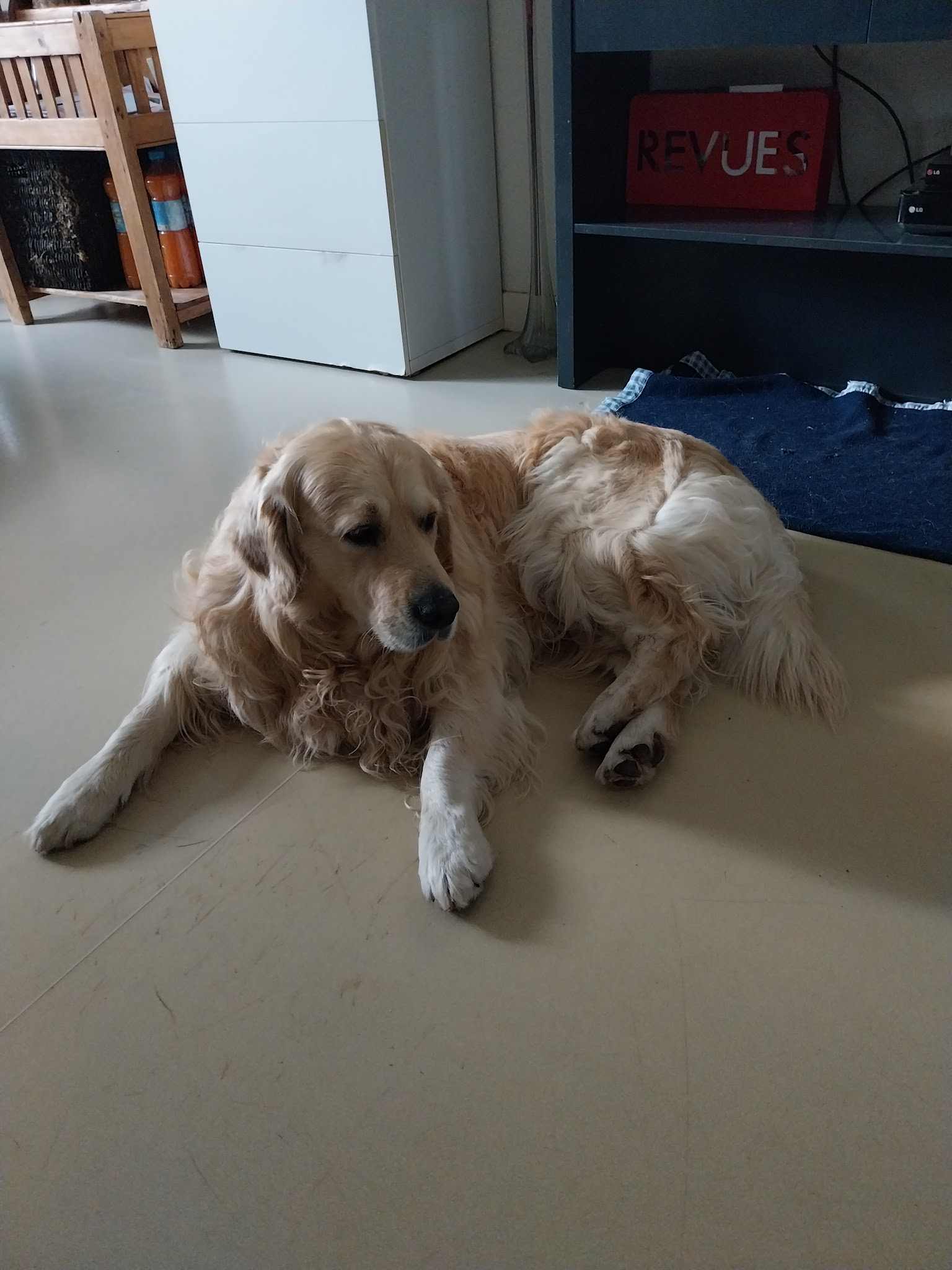 La Maison du Bonheur - garde d'animaux — photo