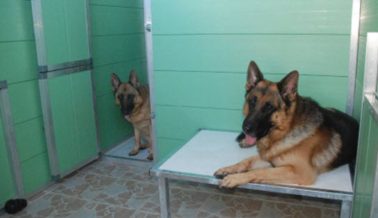 Cozy Cats and Dogs — photo
