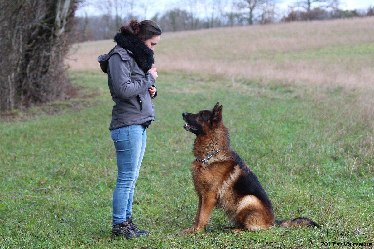 Valcreuse, la comp'amie des chiens — photo