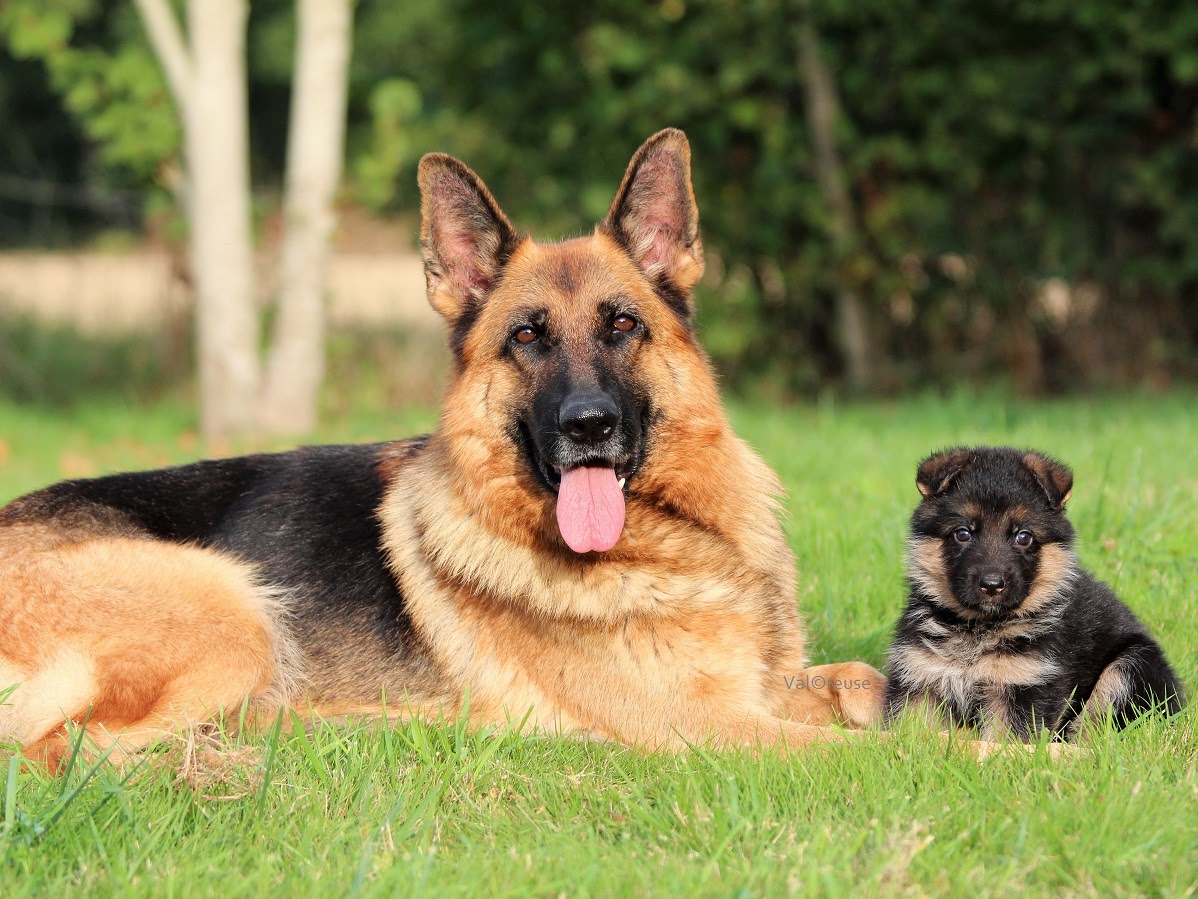 Valcreuse, la comp'amie des chiens — photo
