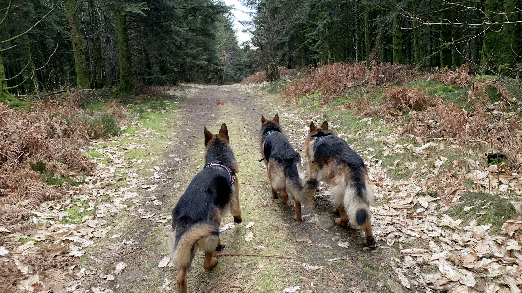 Valcreuse, la comp'amie des chiens