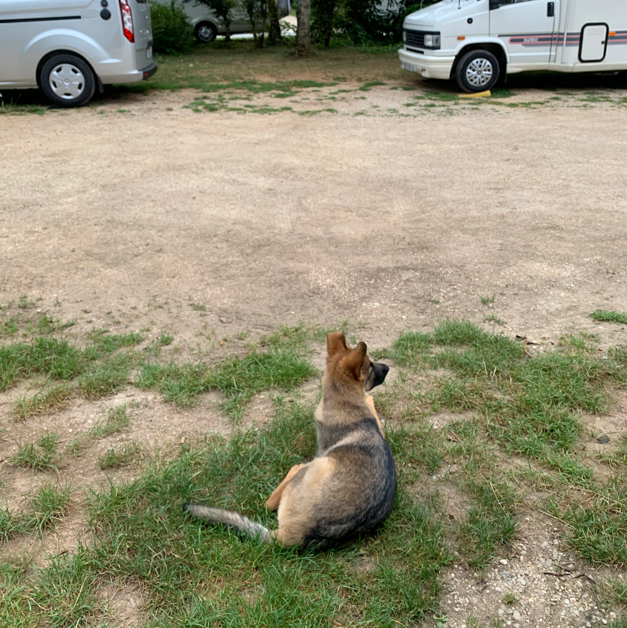 Valcreuse, la comp'amie des chiens — photo