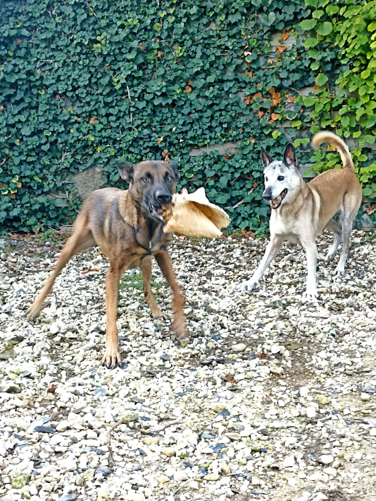 Bou & You - Au service des animaux — photo