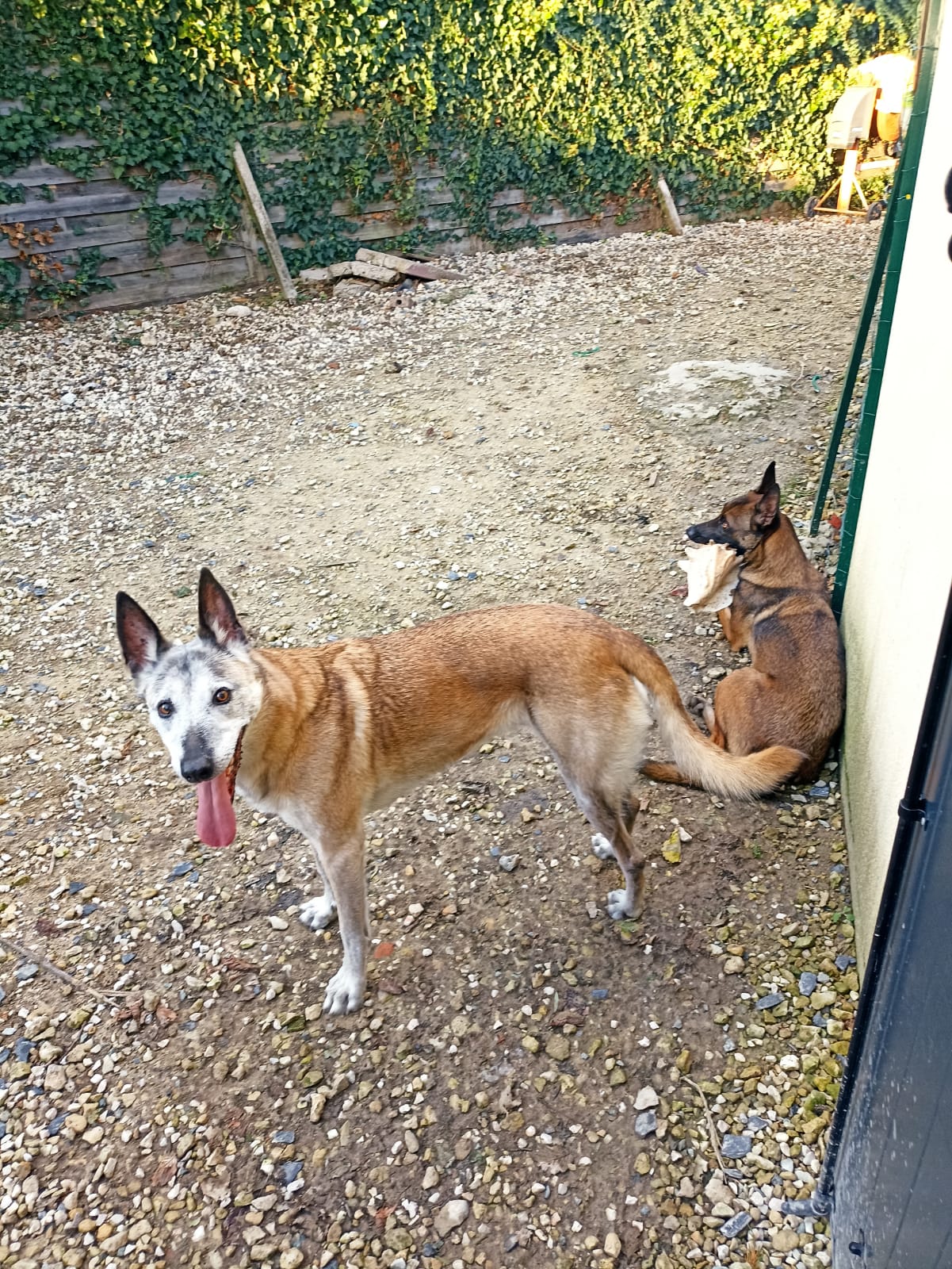 Bou & You - Au service des animaux — photo