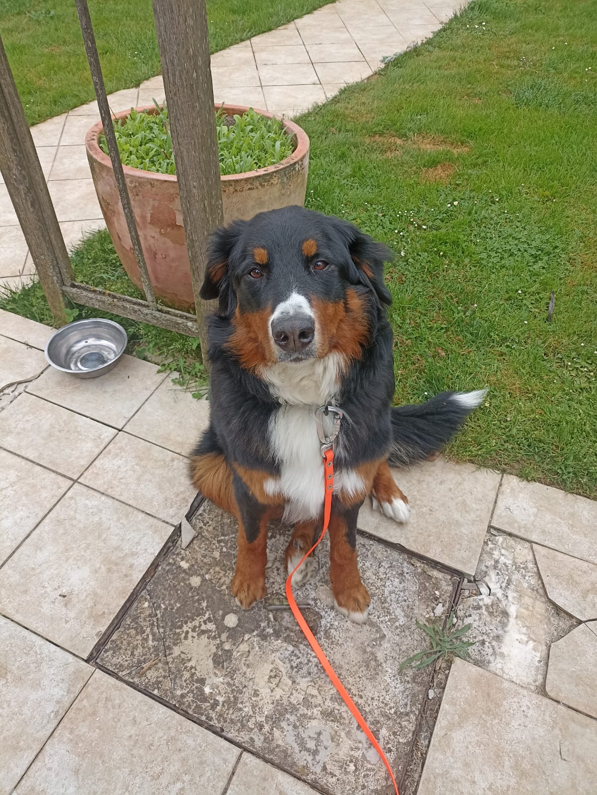 Bou & You - Au service des animaux — photo