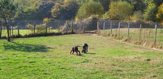 Les Sauvages Heres — photo