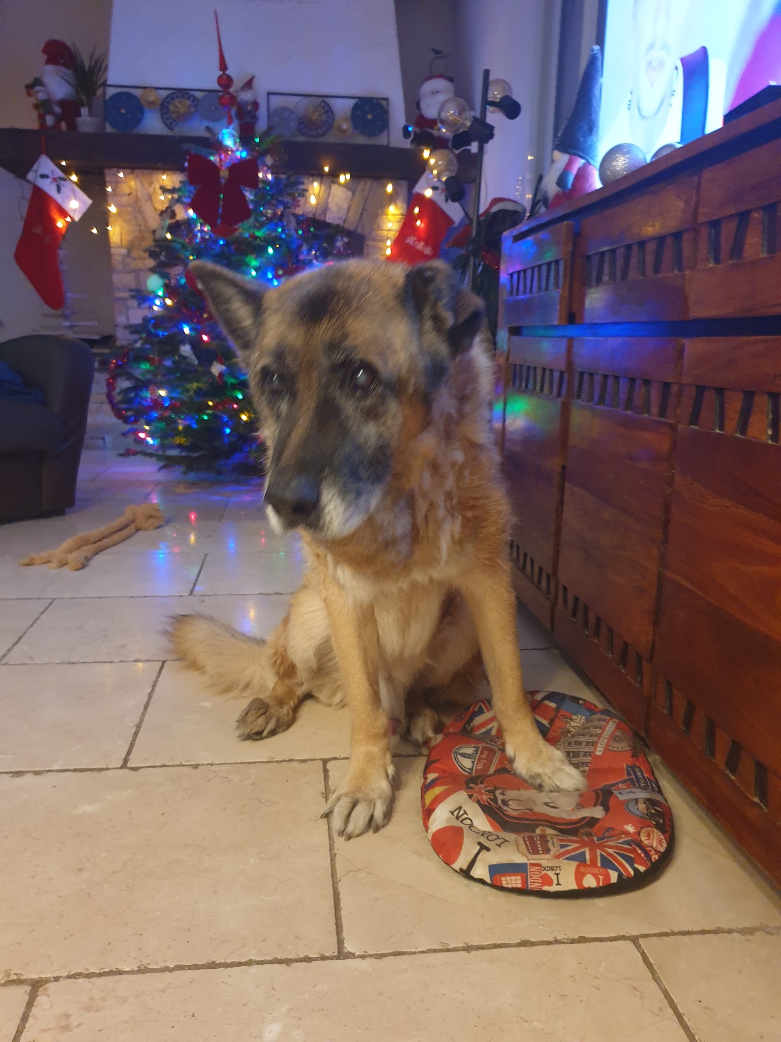 Pension Canine "Atout Les toutous " — photo