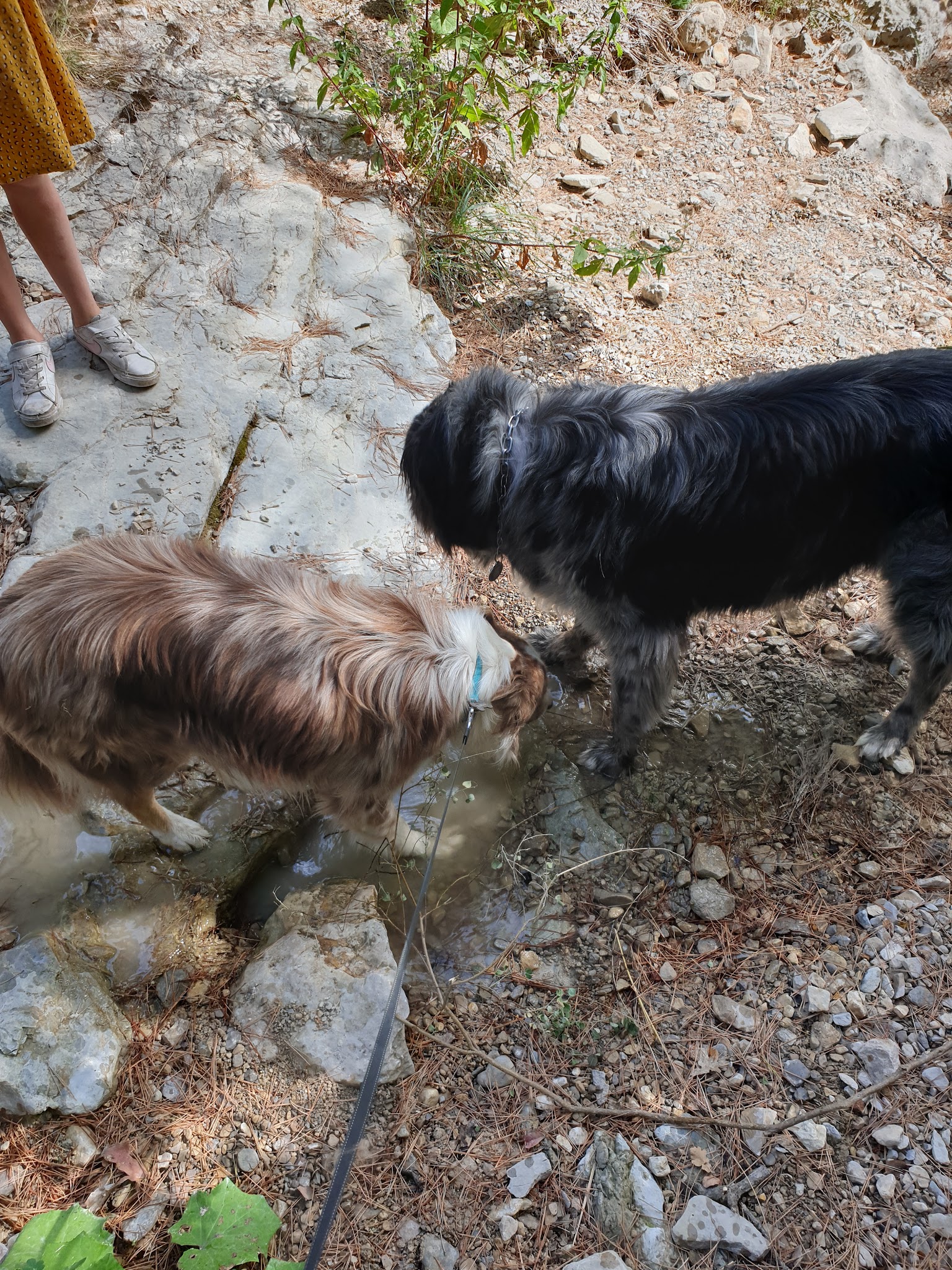 Pension Canine "Atout Les toutous " — photo