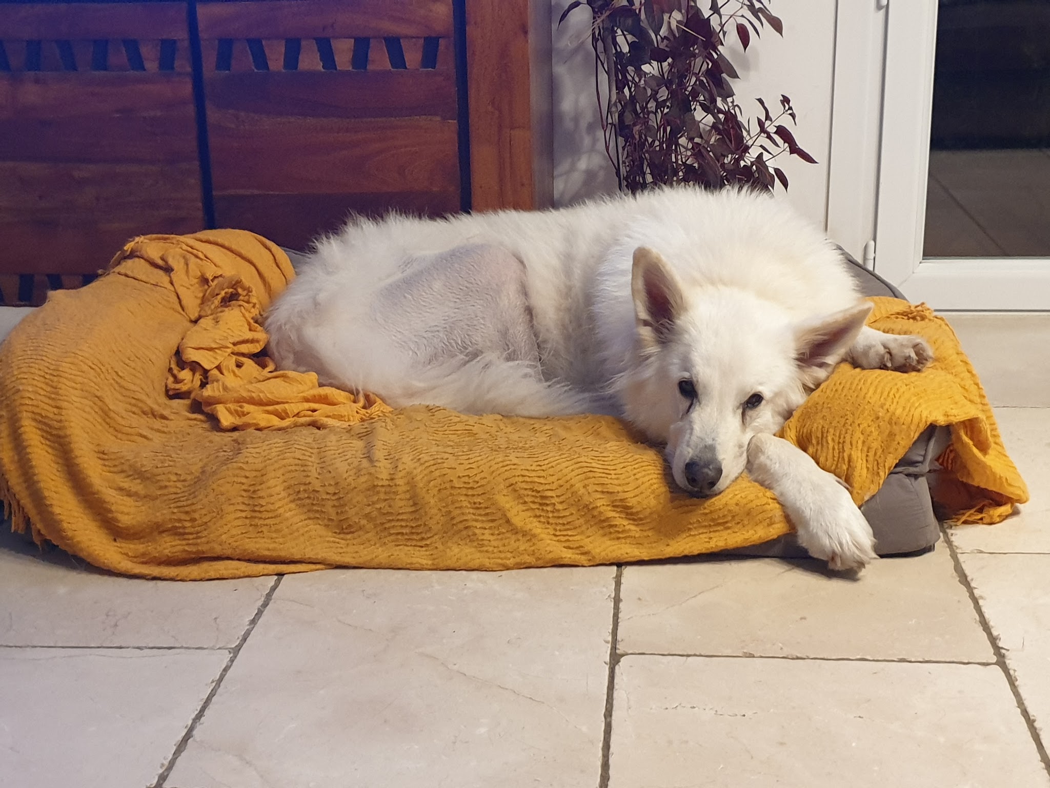 Pension Canine "Atout Les toutous " — photo