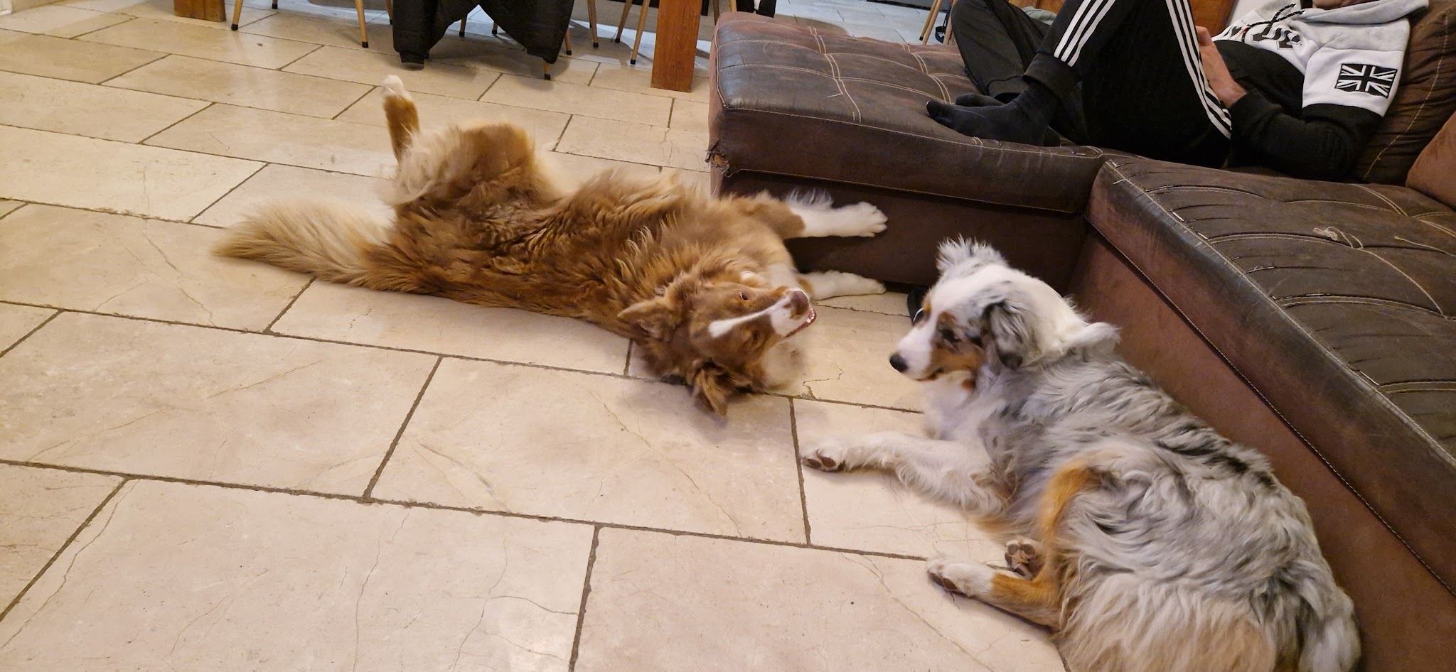 Pension Canine "Atout Les toutous "