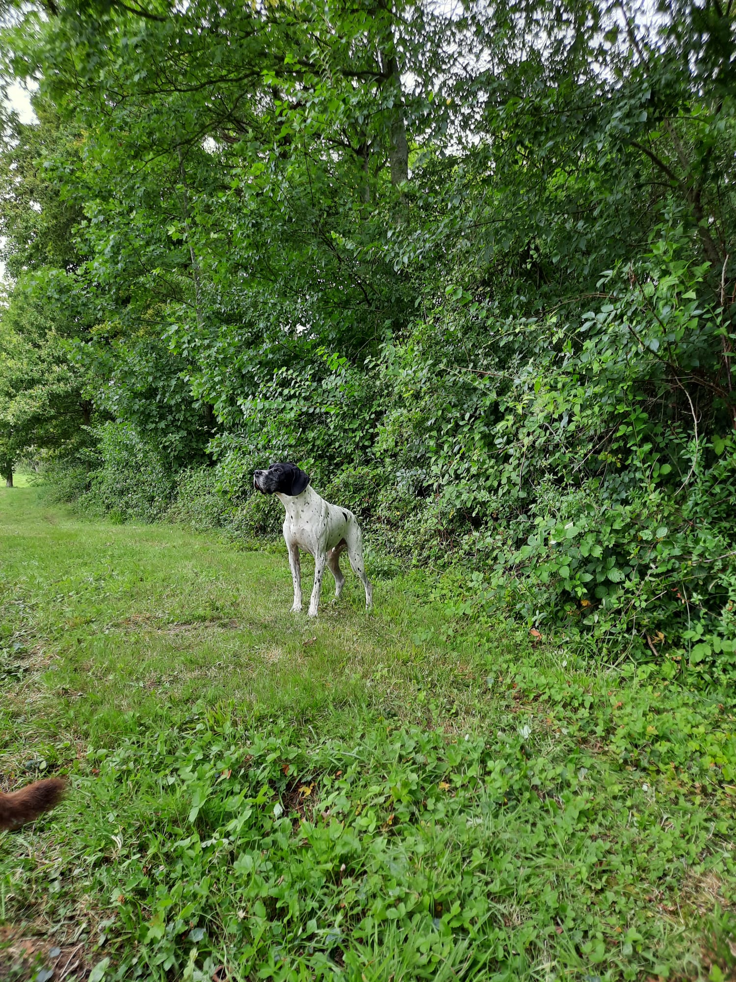 Centre Canin Familial et Educatif de la Charmée — photo
