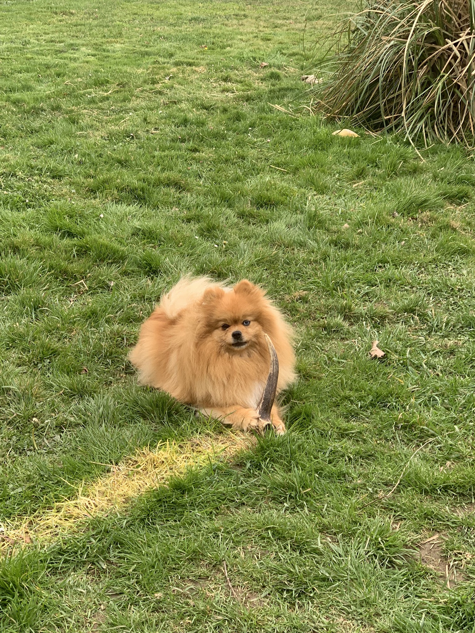 Villa Canina 36 pension canine familiale — photo