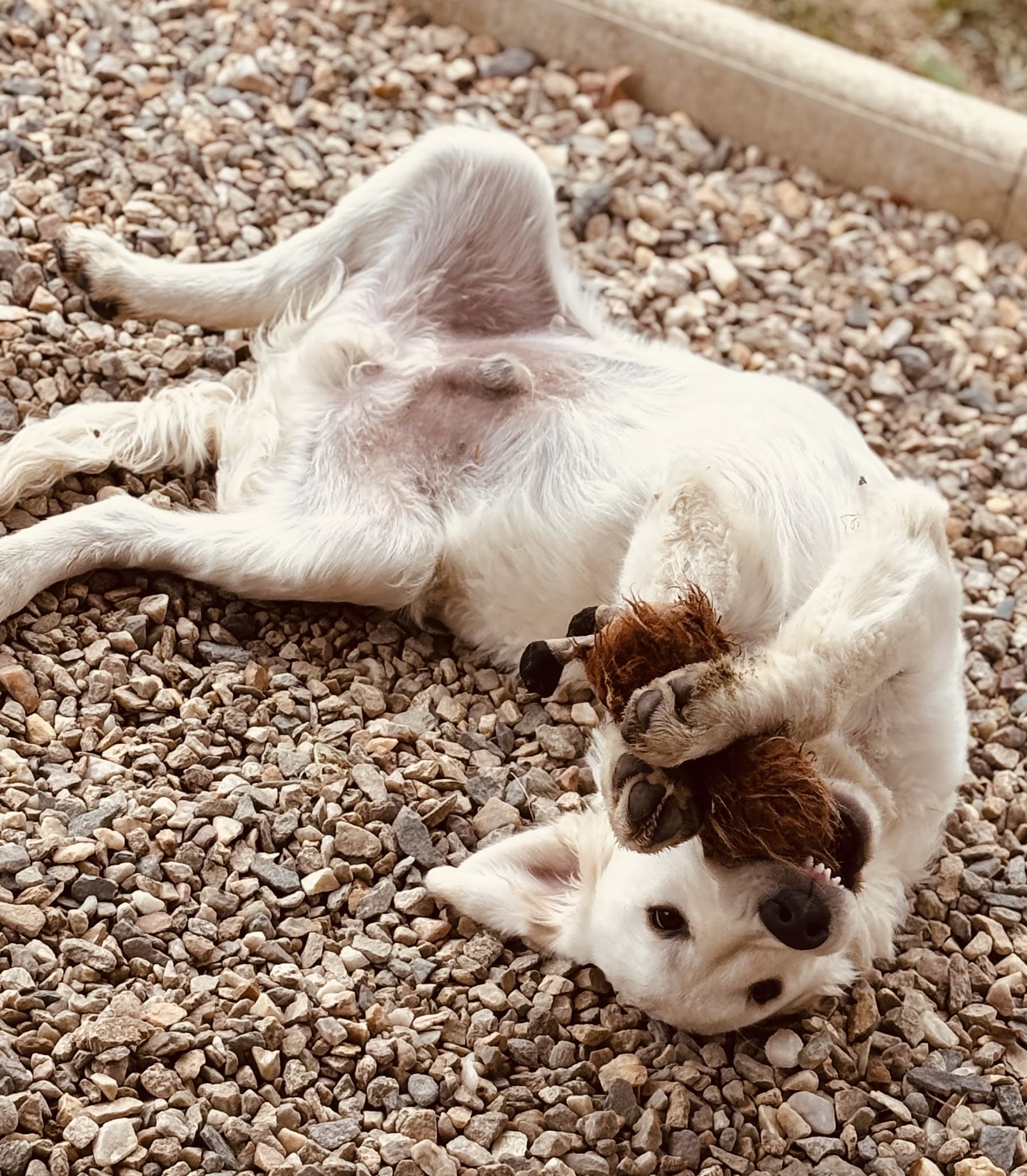 Villa Canina 36 pension canine familiale — photo
