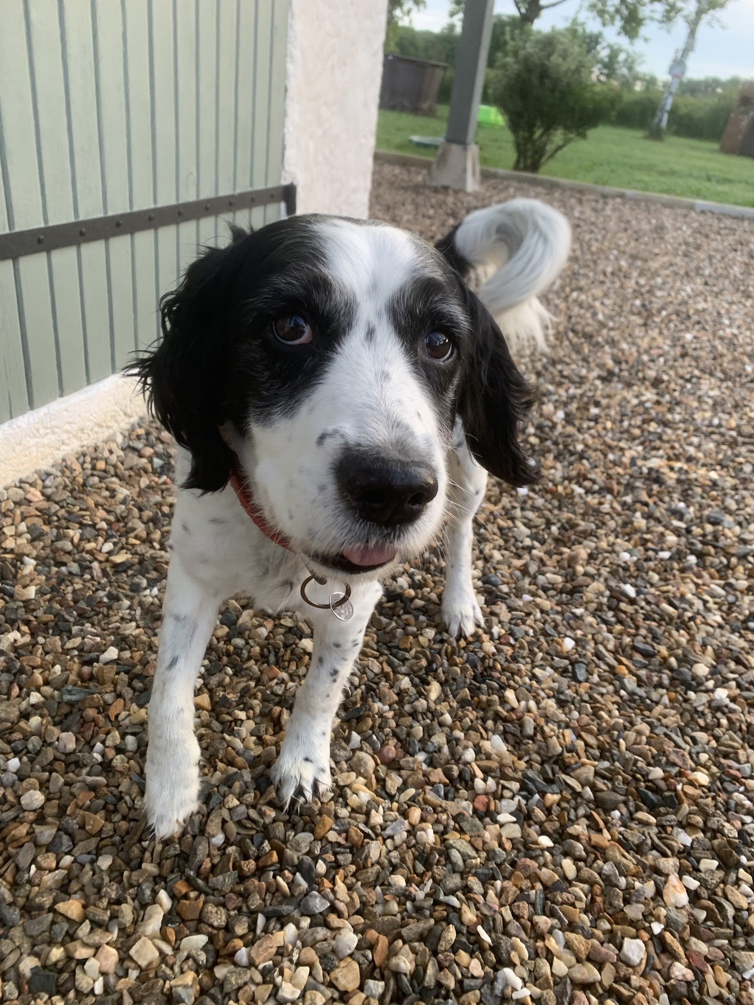 Villa Canina 36 pension canine familiale — photo