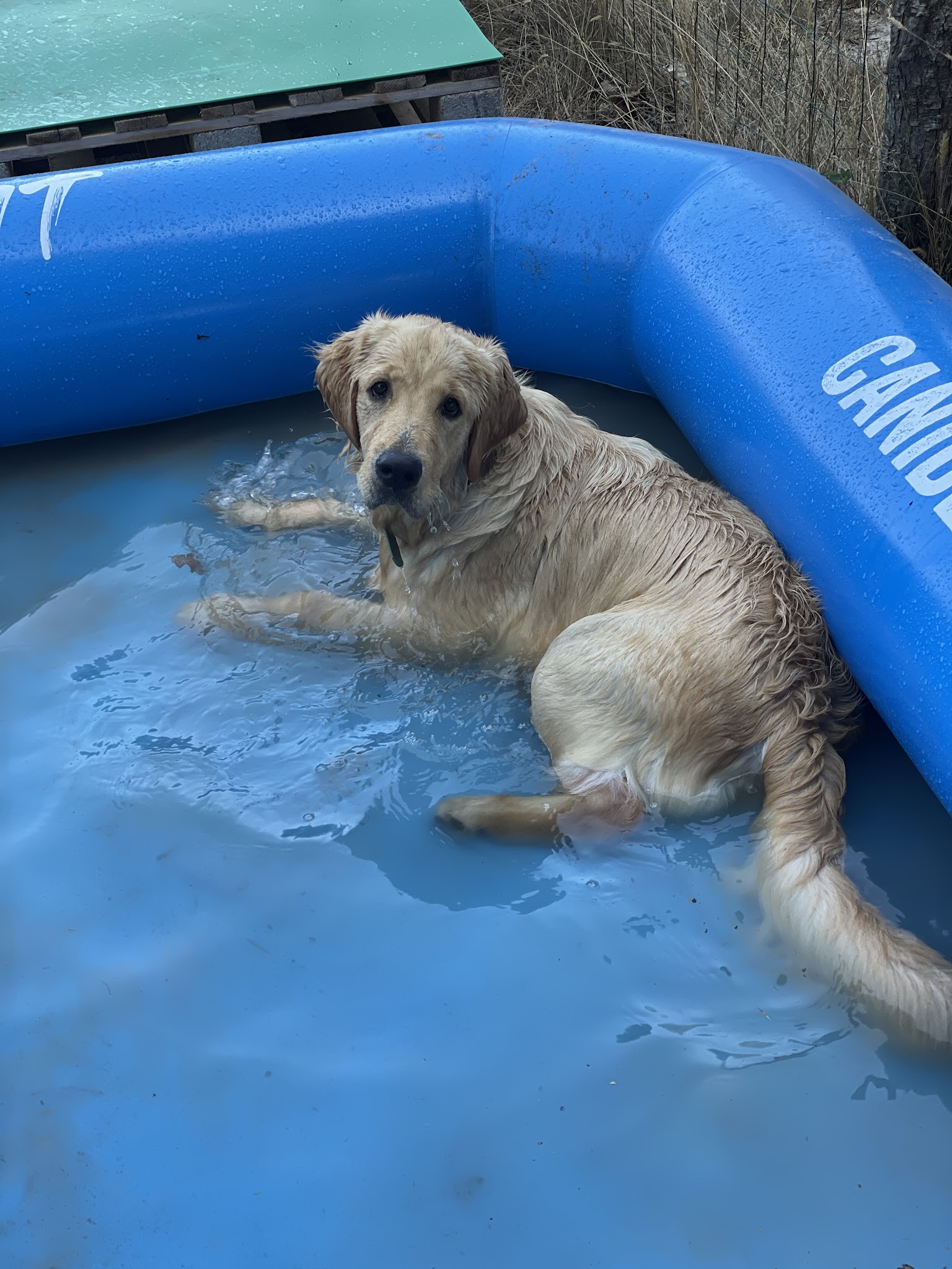 Ali & Paws - Services animaliers — photo