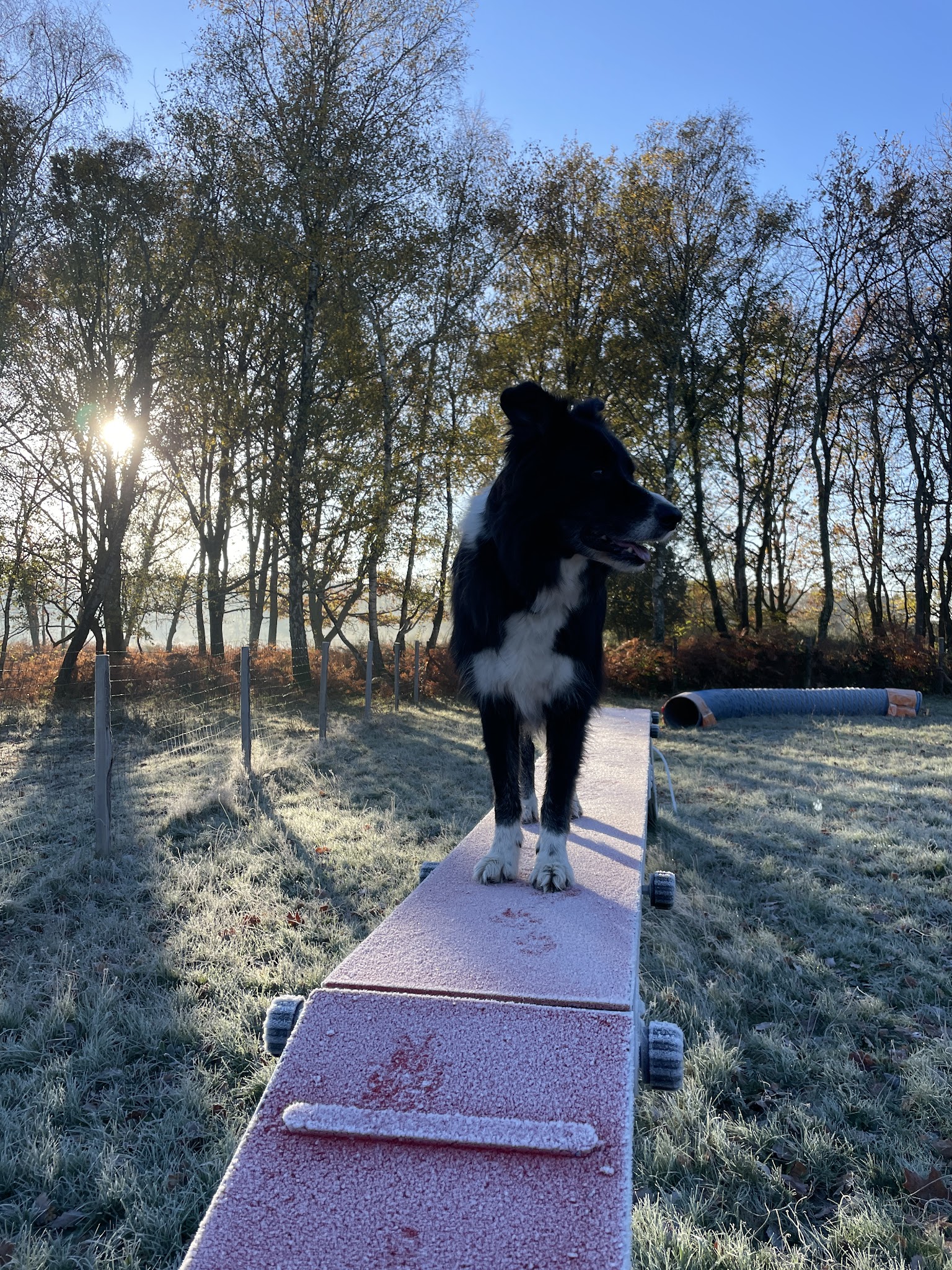 Ali & Paws - Services animaliers — photo