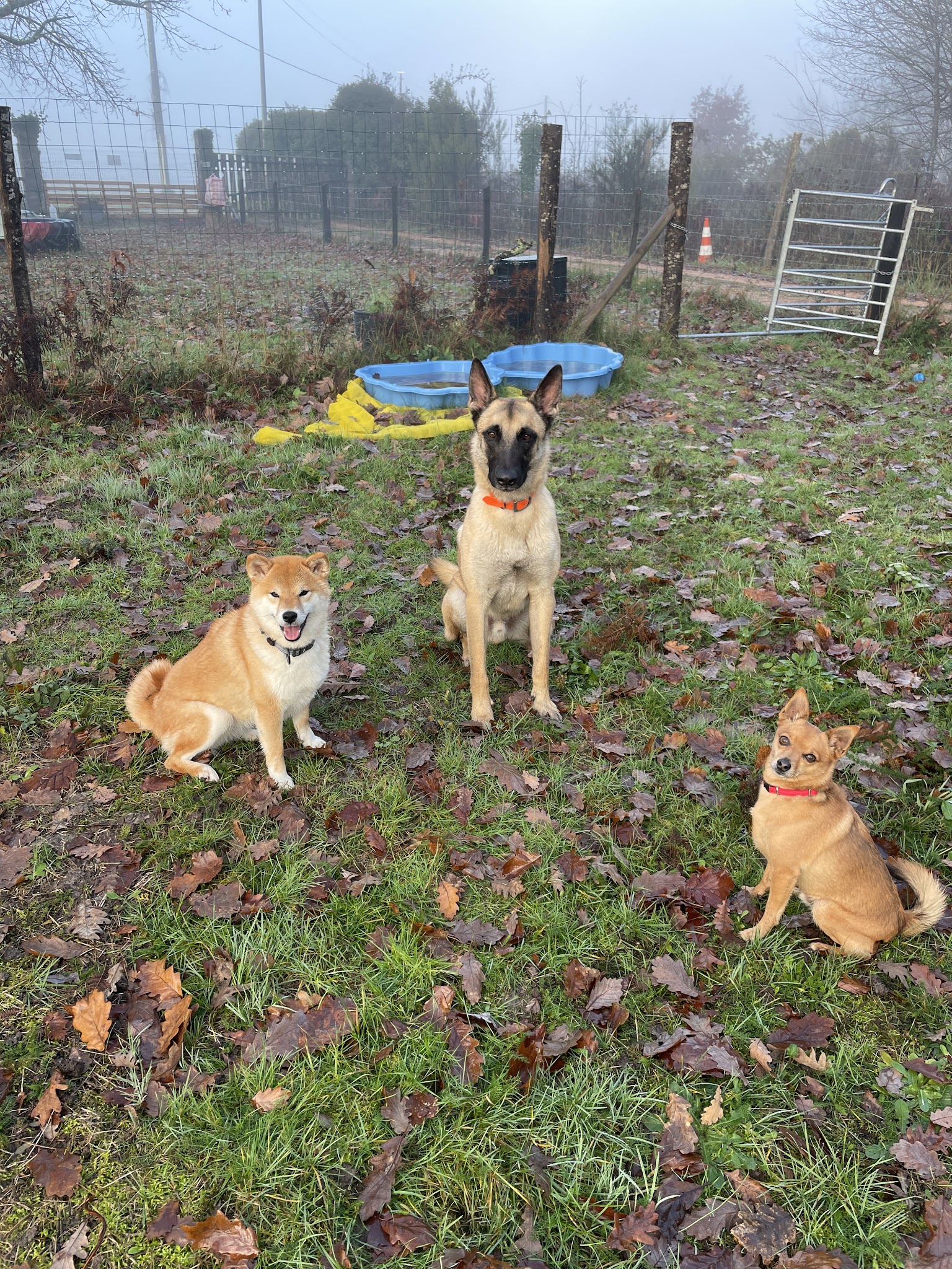 Ali & Paws - Services animaliers — photo