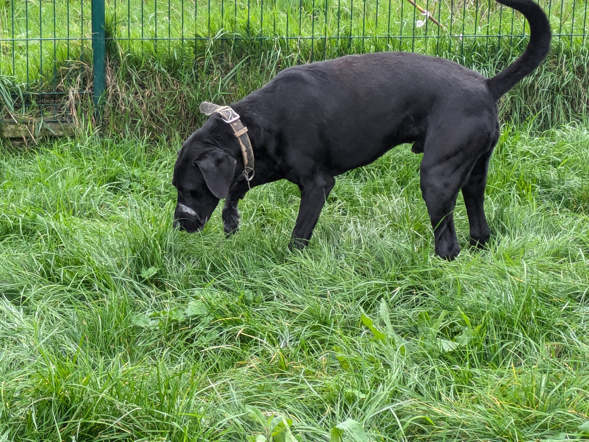 Pension Animale de la Salmonais — photo