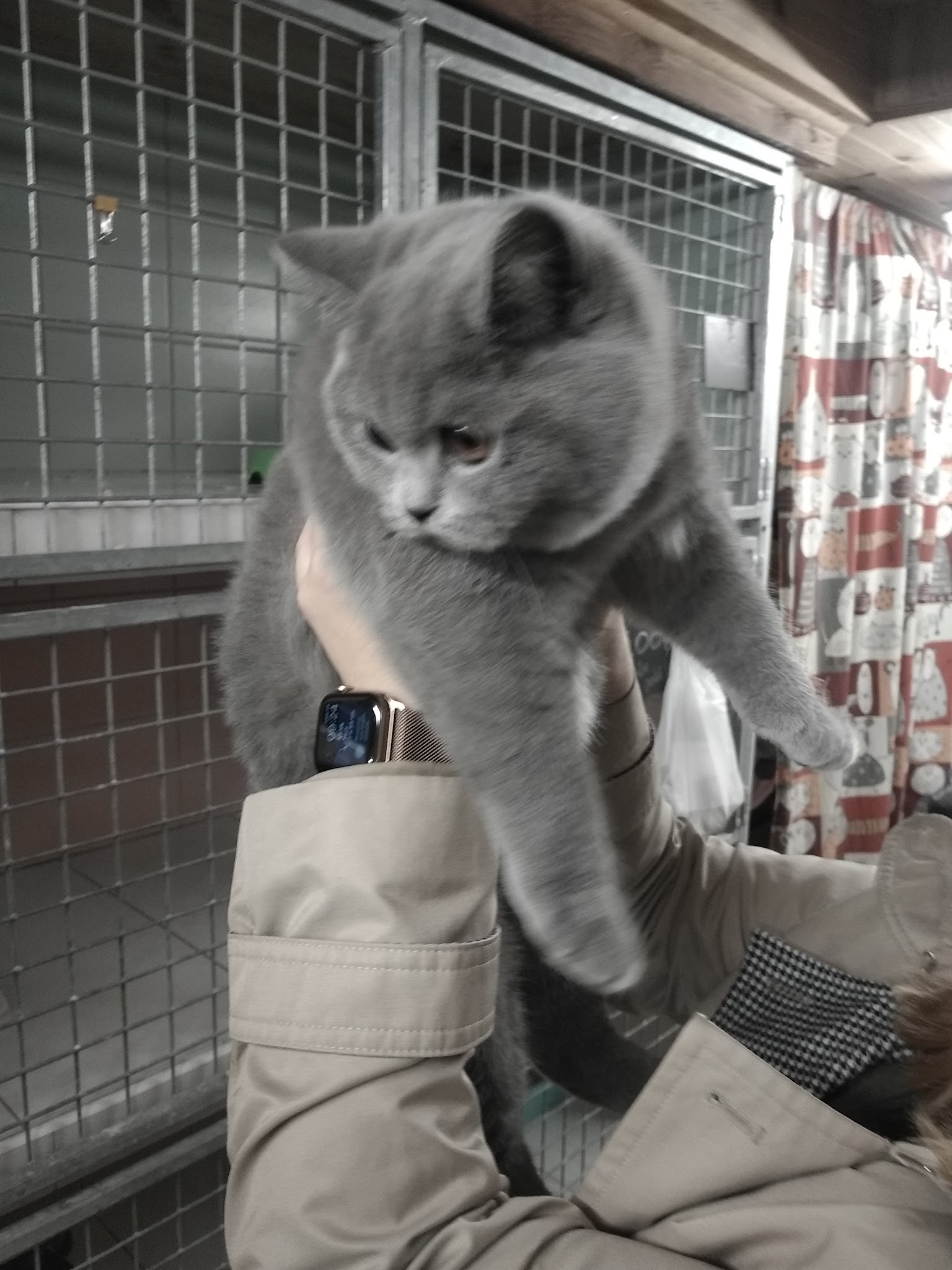 Pension Animale de la Salmonais — photo