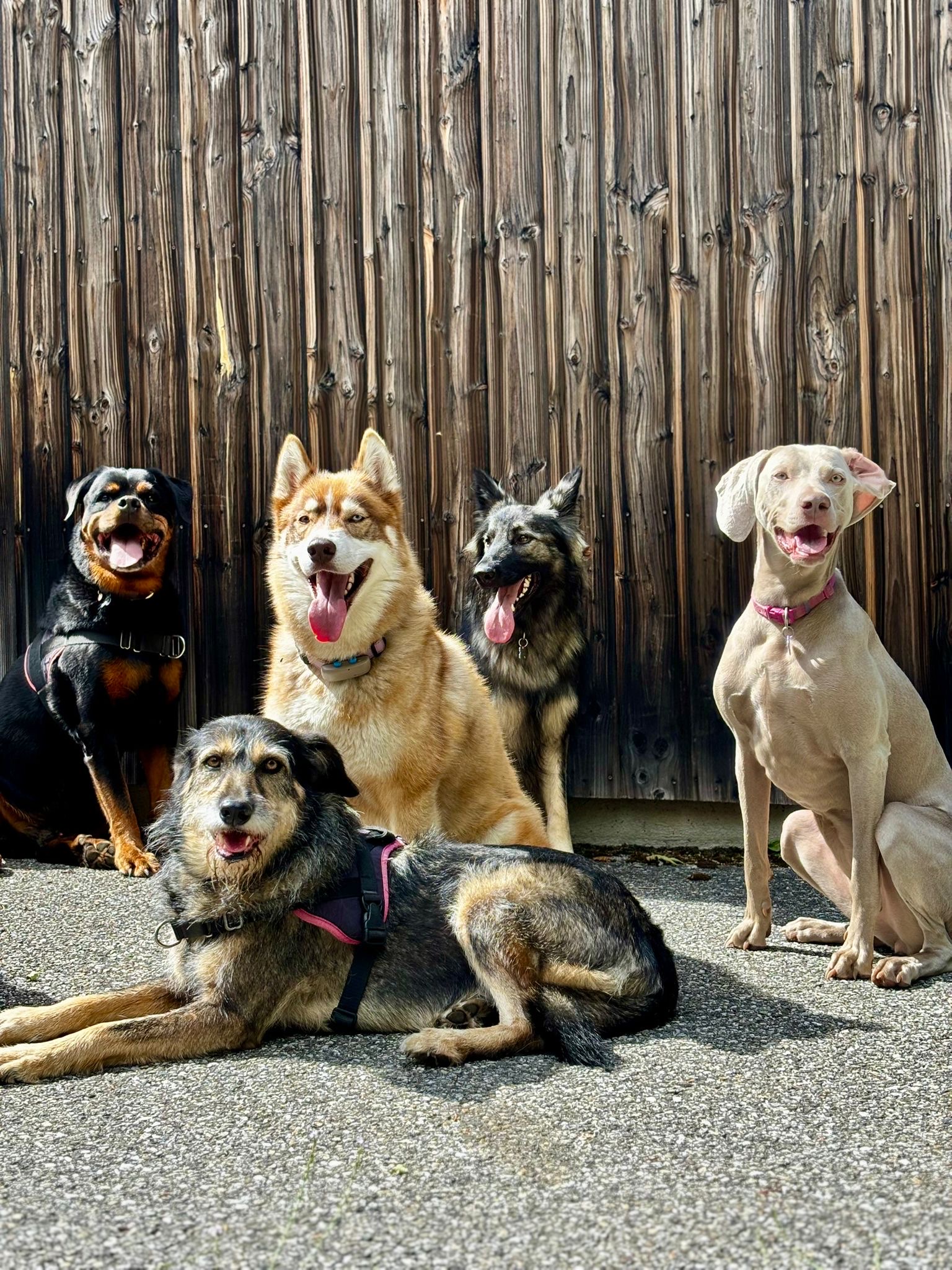 Marika Dog Sitter — photo