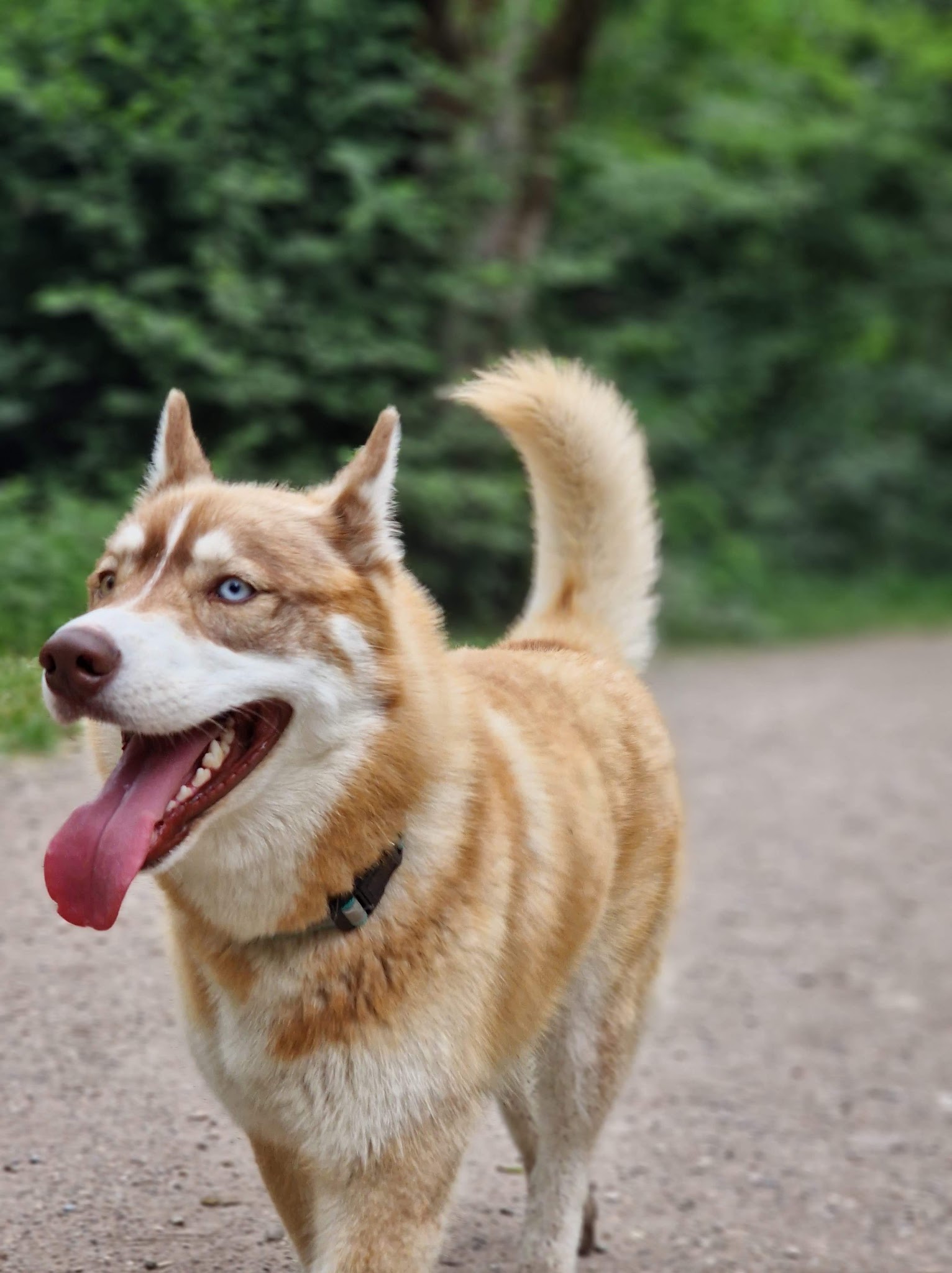 Marika Dog Sitter — photo