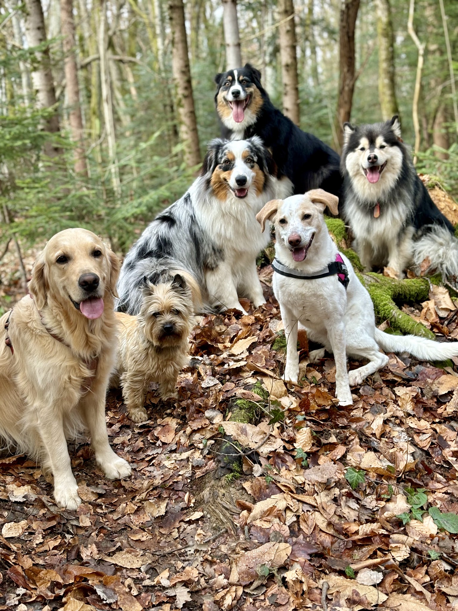 Marika Dog Sitter — photo
