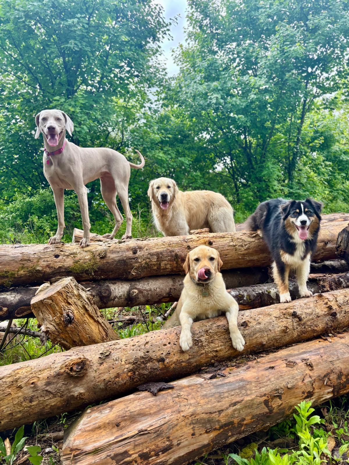 Marika Dog Sitter — photo