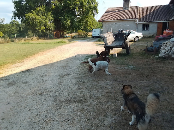 David Petsitter