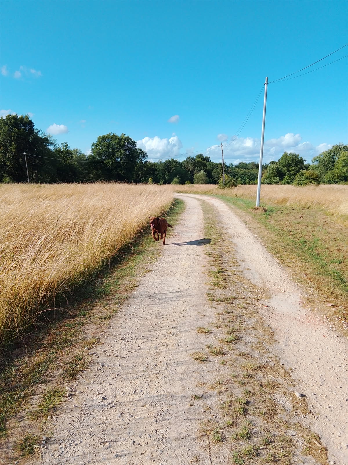 David Petsitter — photo