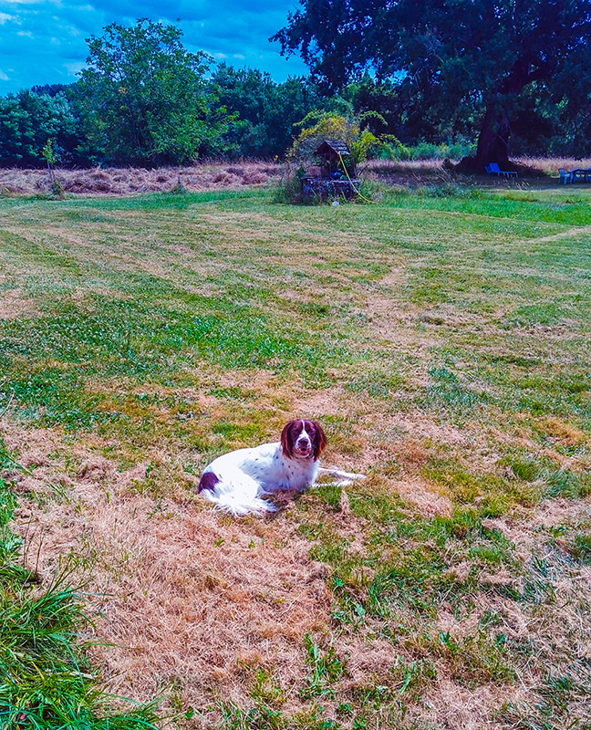 David Petsitter — photo