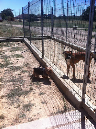 Pension pour chiens Living Links